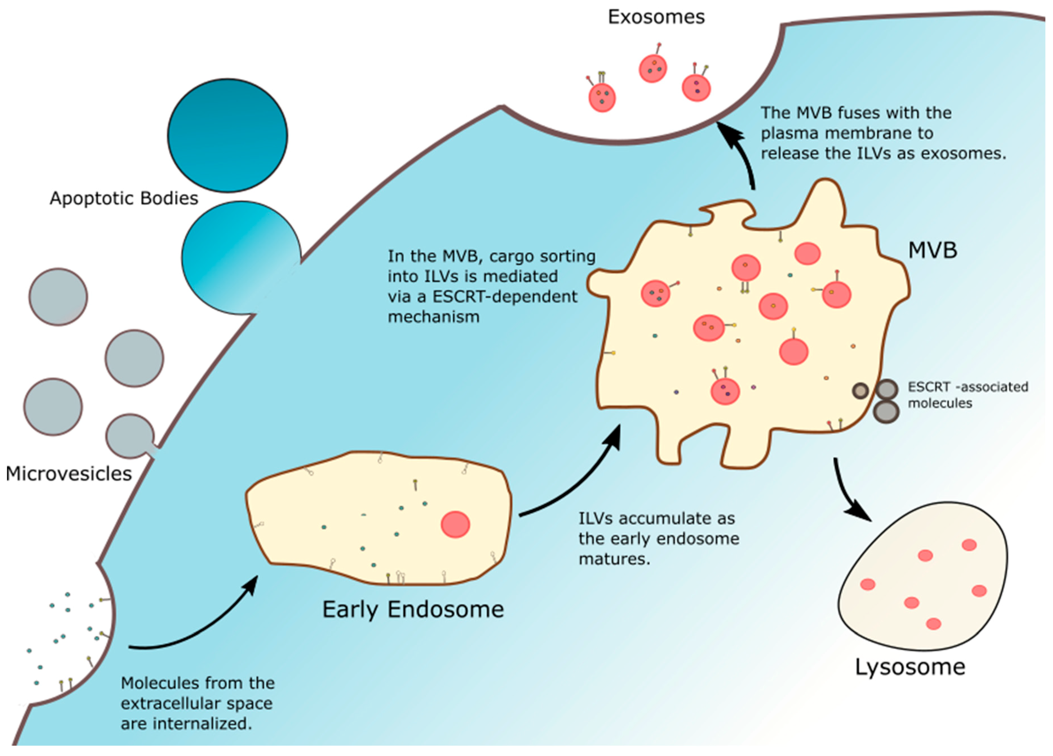 Biomolecules 10 00048 g001