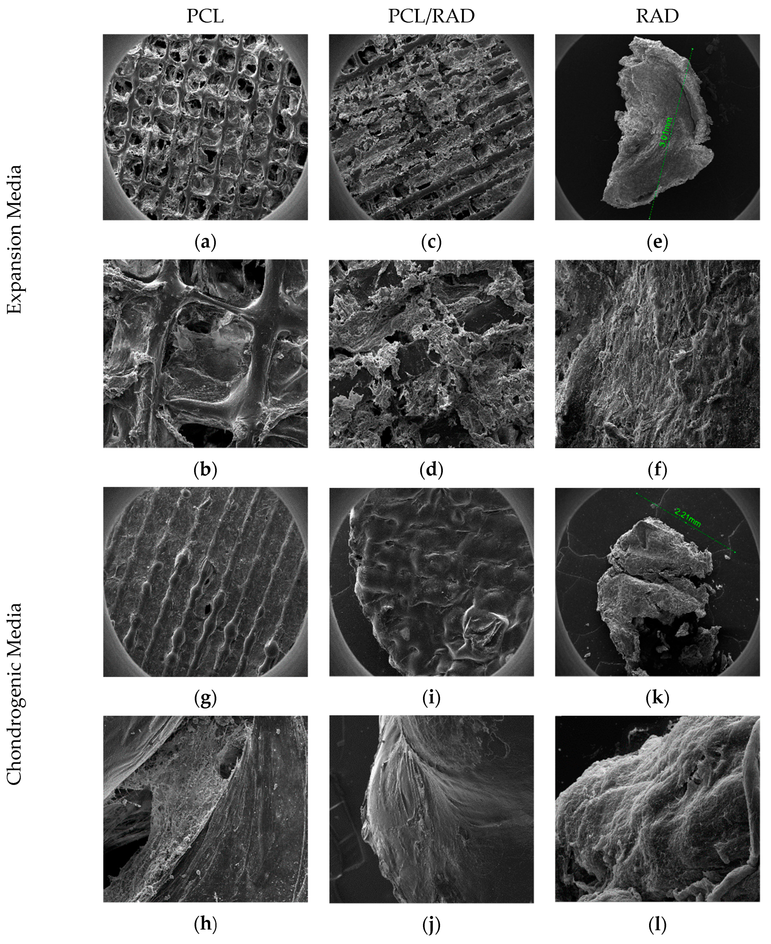 Biomolecules 10 00052 g003
