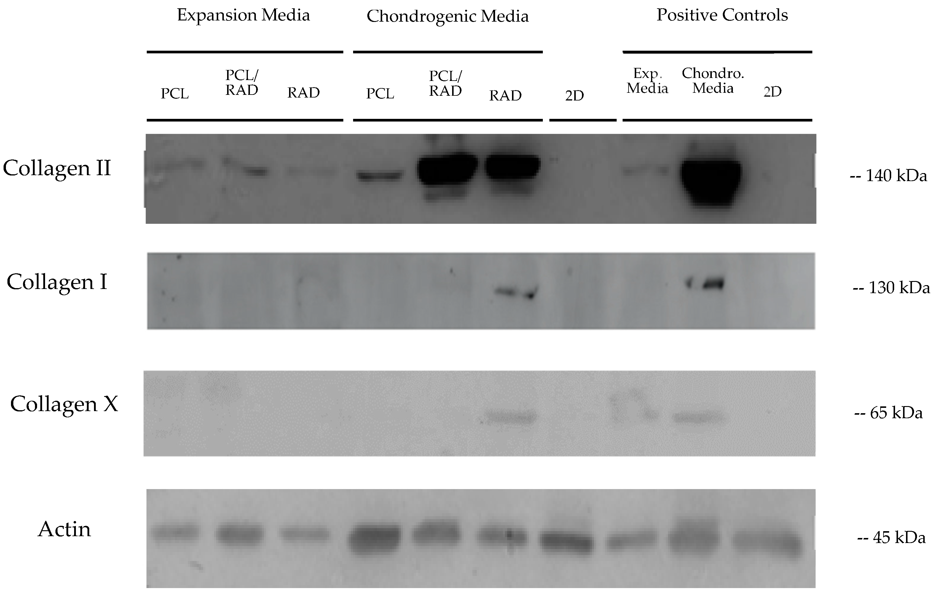 Biomolecules 10 00052 g006