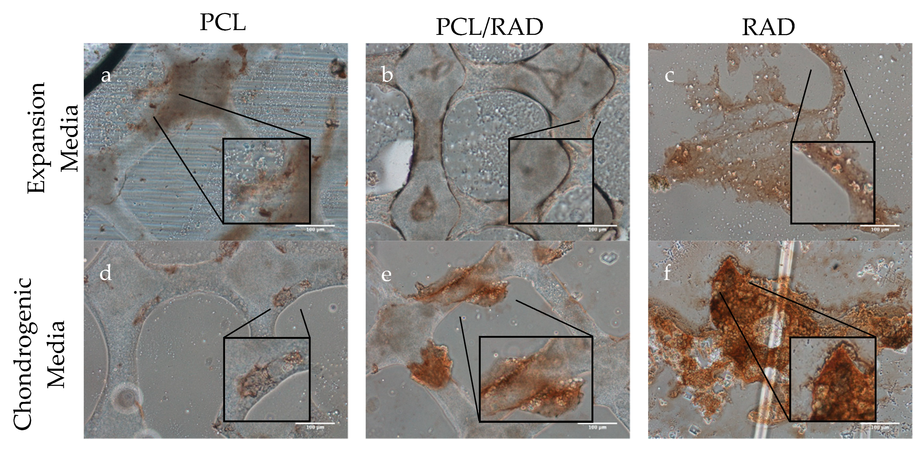 Biomolecules 10 00052 g008