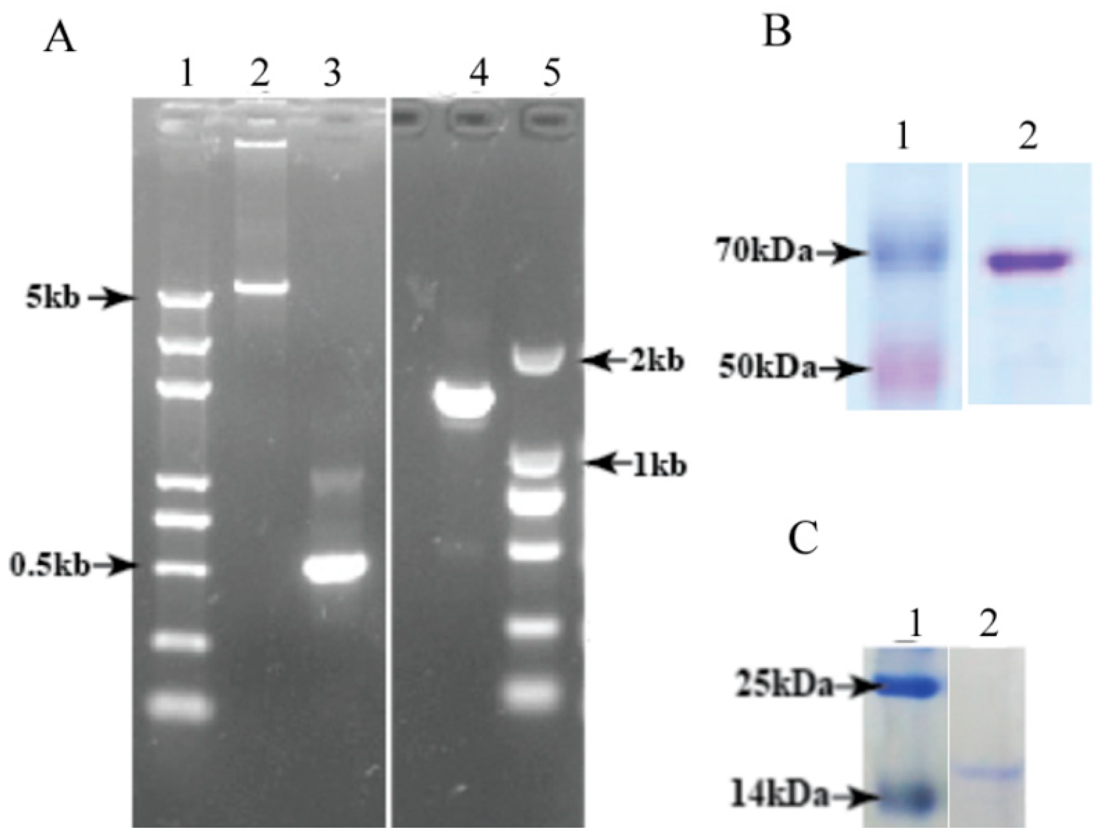 Biomolecules 10 00056 g003 Biomolecules 10 00056 g003
