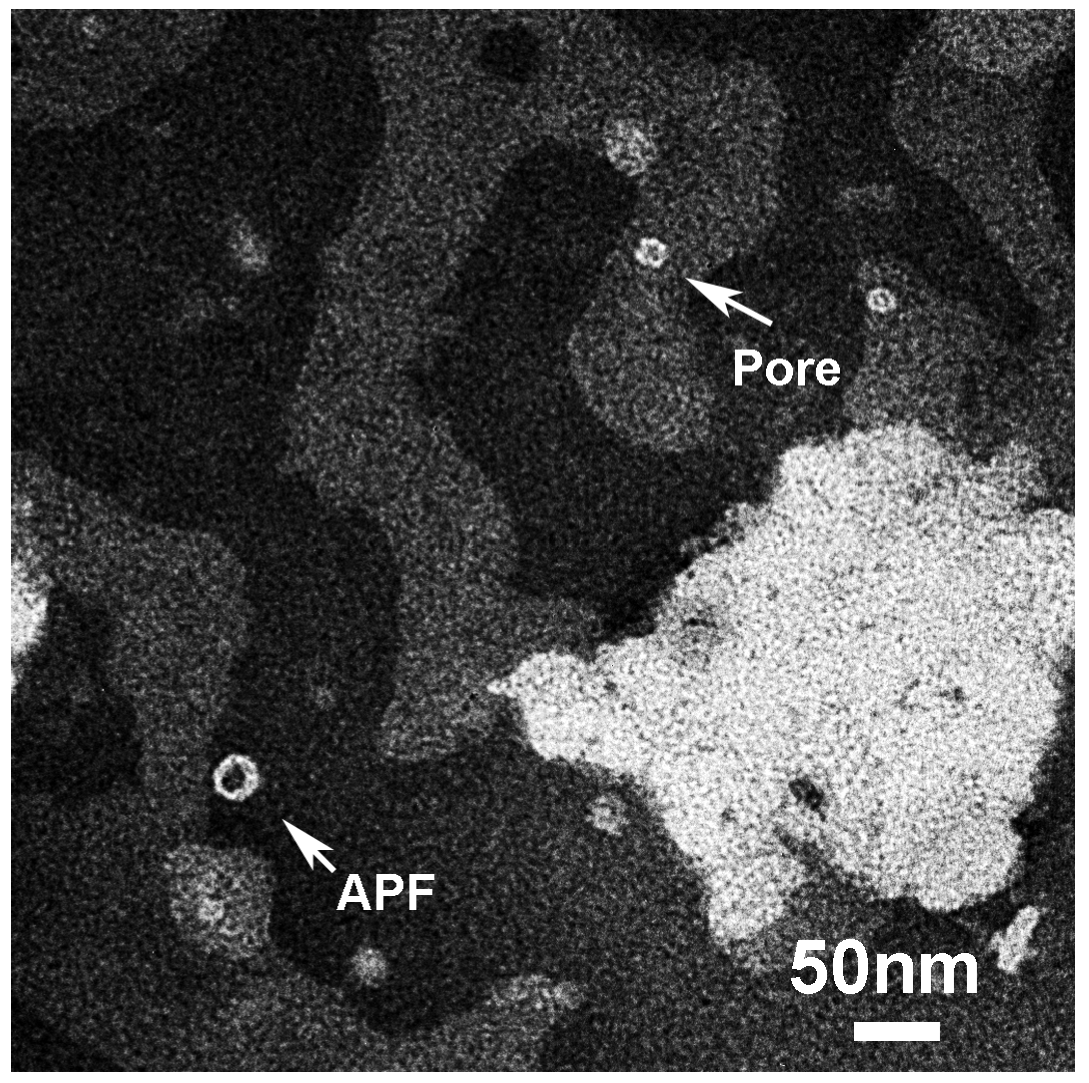 Biomolecules 10 00058 g008 Biomolecules 10 00058 g008