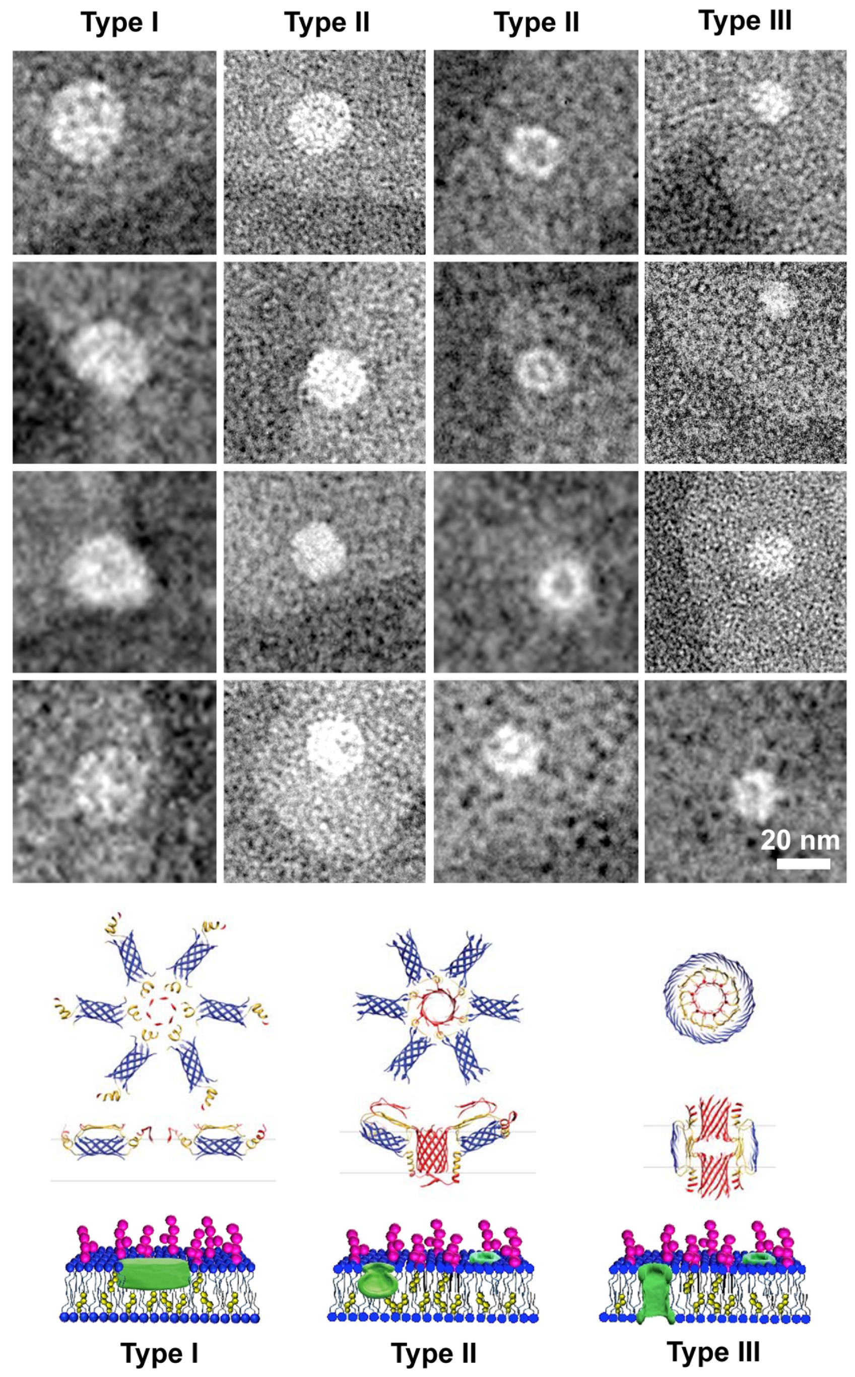 Biomolecules 10 00058 g009 Biomolecules 10 00058 g009
