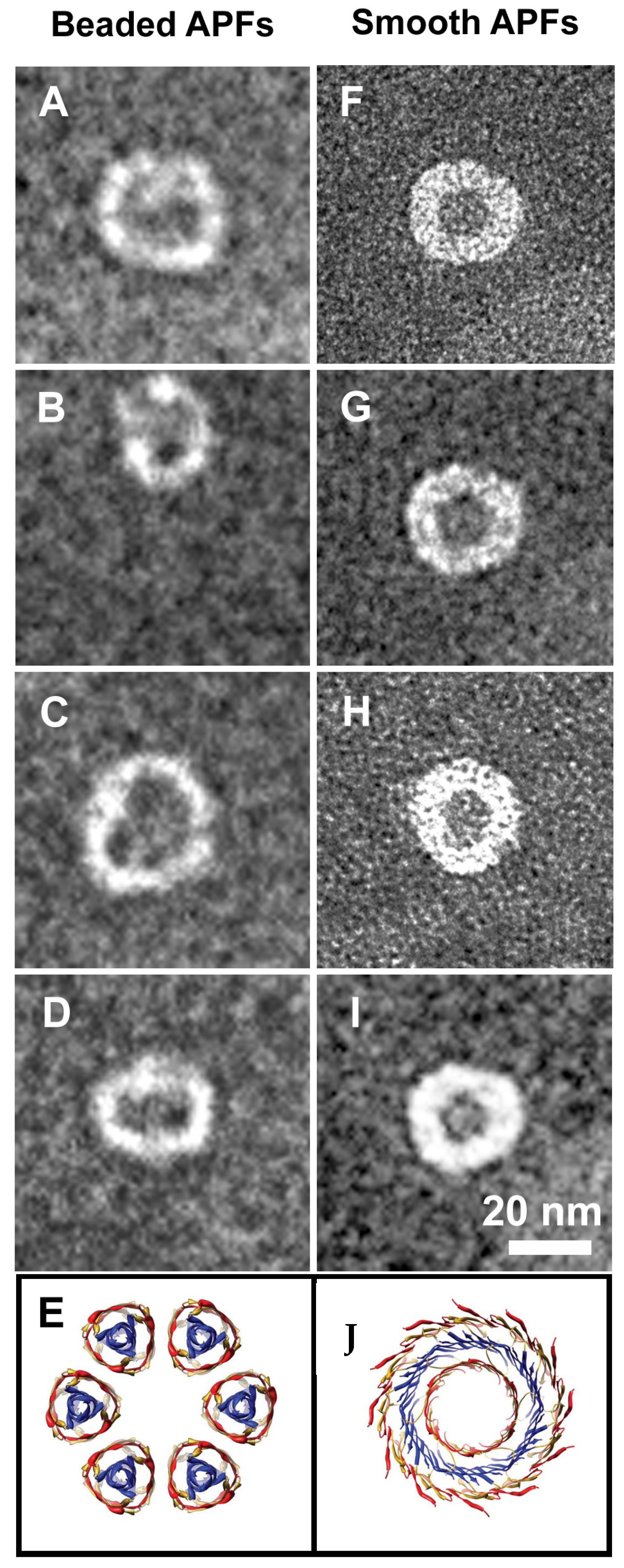 Biomolecules 10 00058 g010 Biomolecules 10 00058 g010