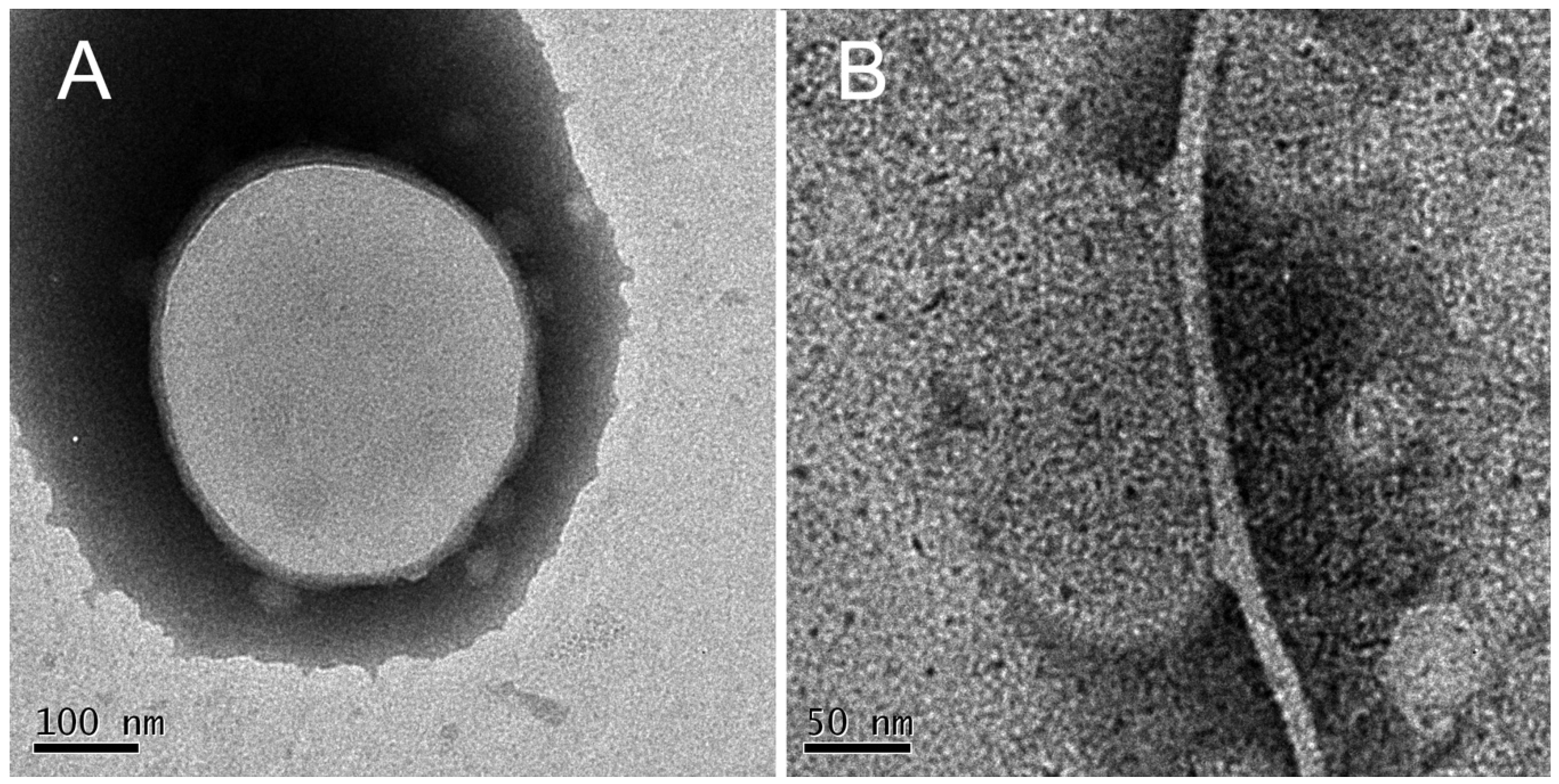 Biomolecules 10 00058 g011 Biomolecules 10 00058 g011