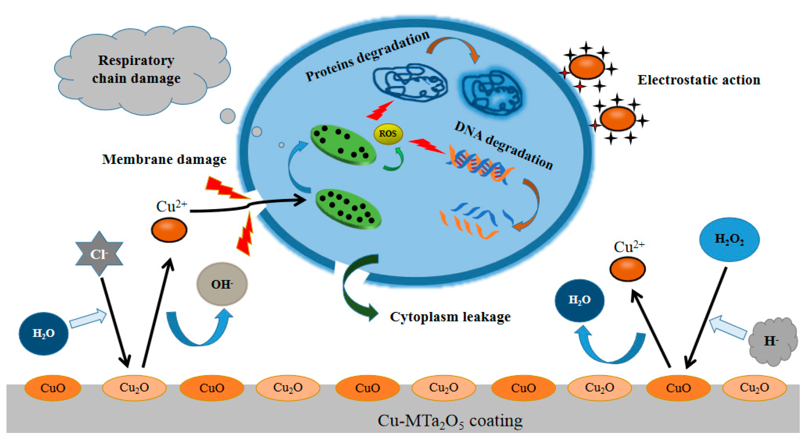 Biomolecules 10 00068 g012 Biomolecules 10 00068 g012