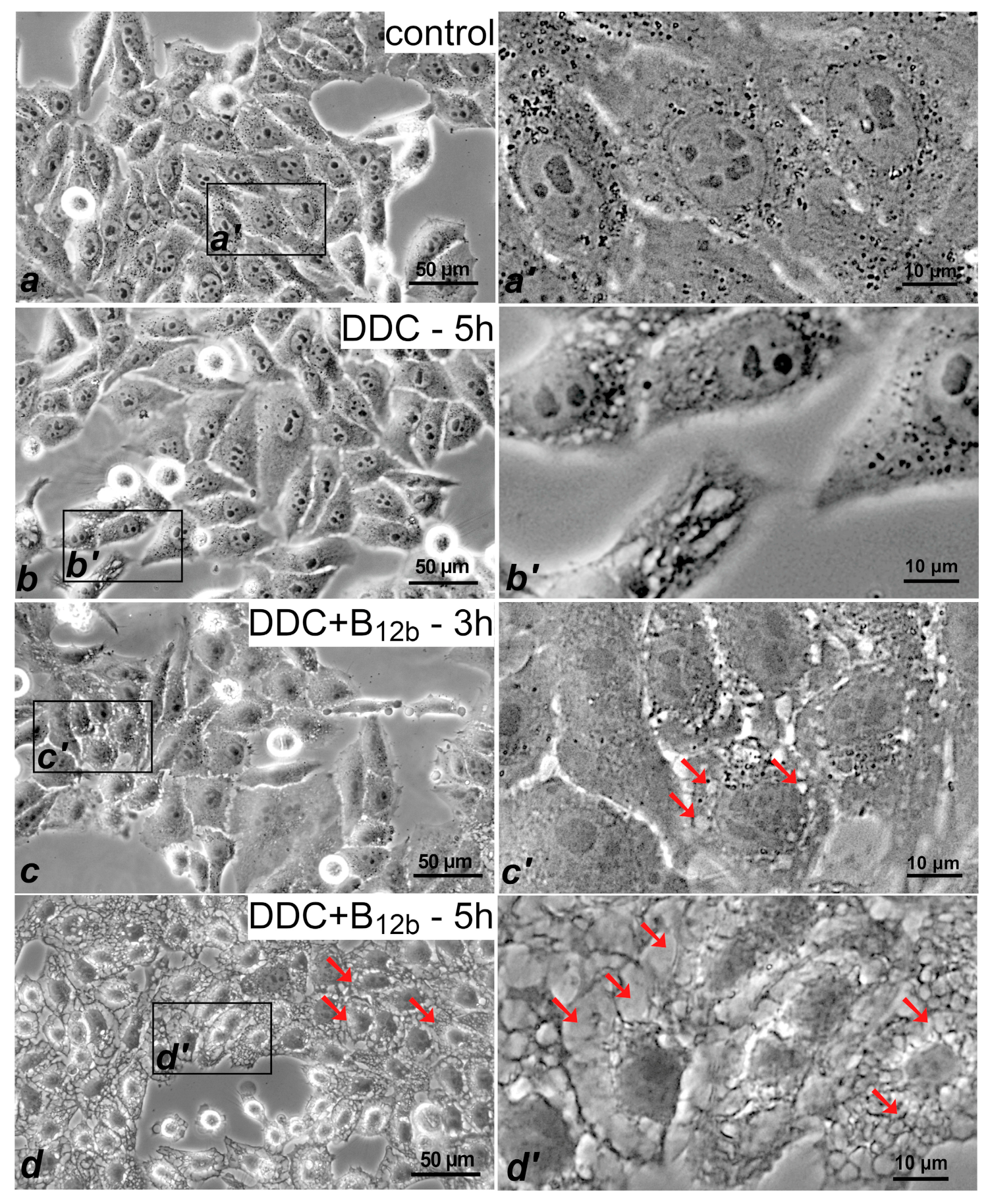 Biomolecules 10 00069 g002 Biomolecules 10 00069 g002