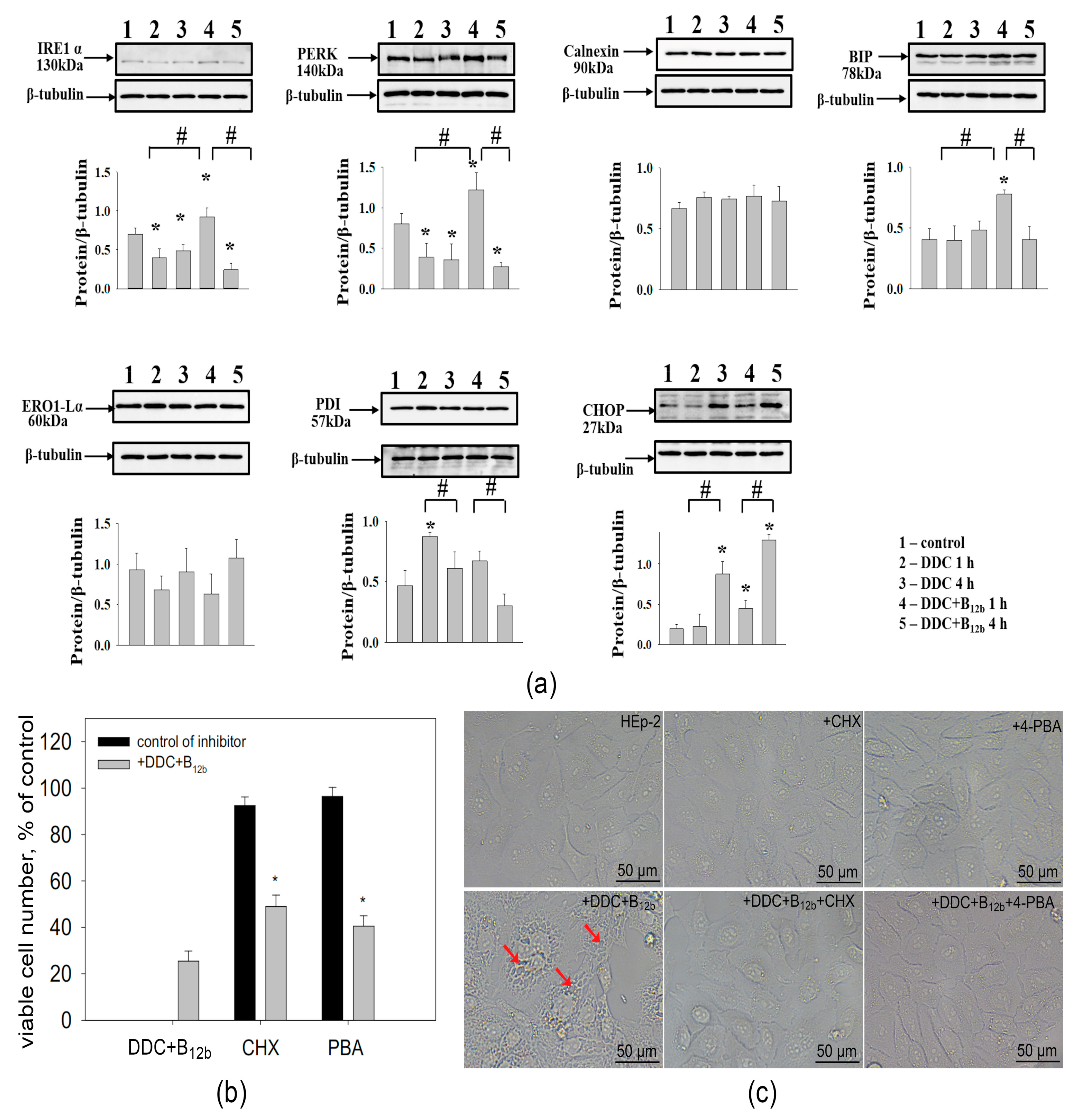Biomolecules 10 00069 g010 Biomolecules 10 00069 g010
