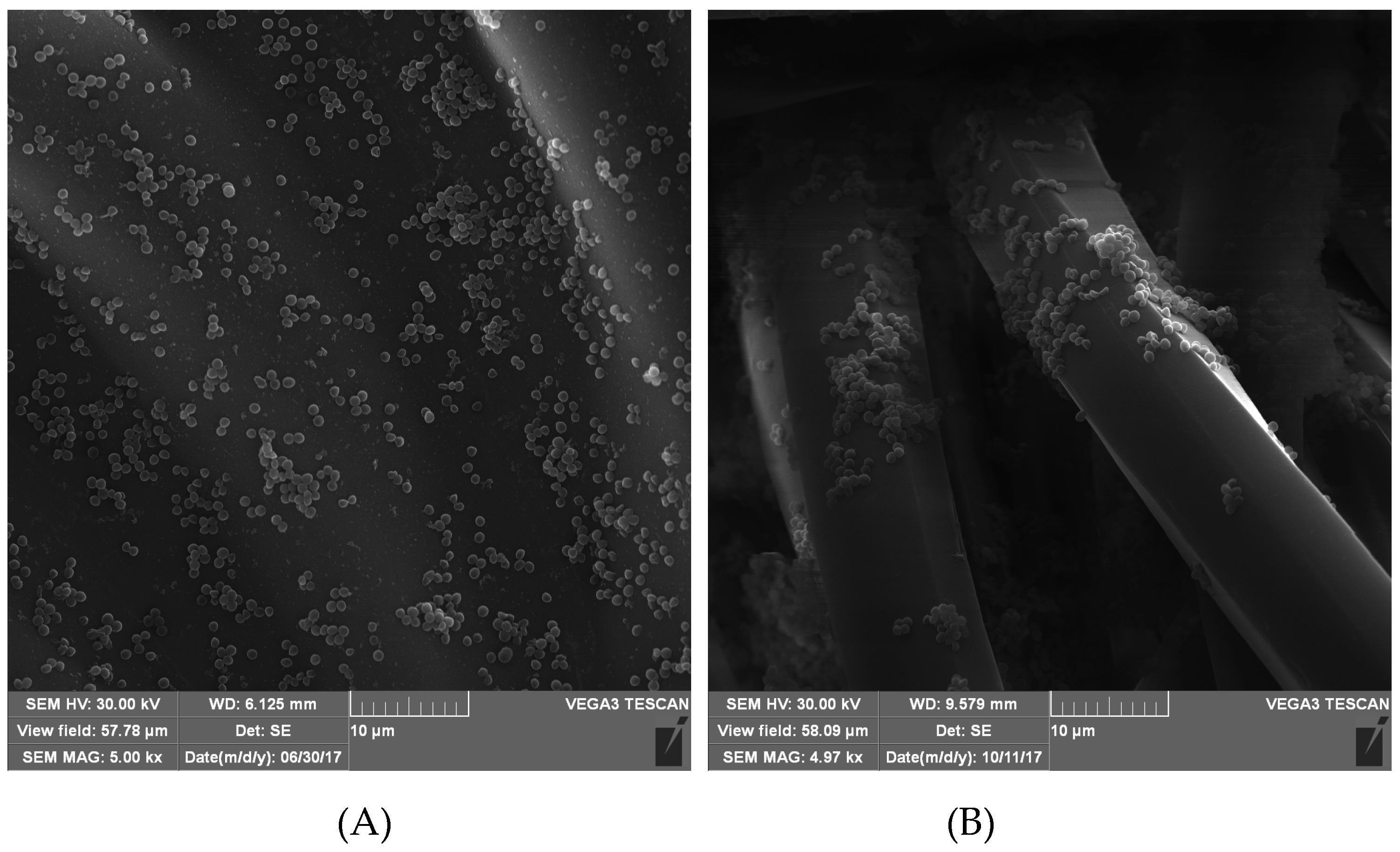 Biomolecules 10 00082 g0a2 Biomolecules 10 00082 g0a2