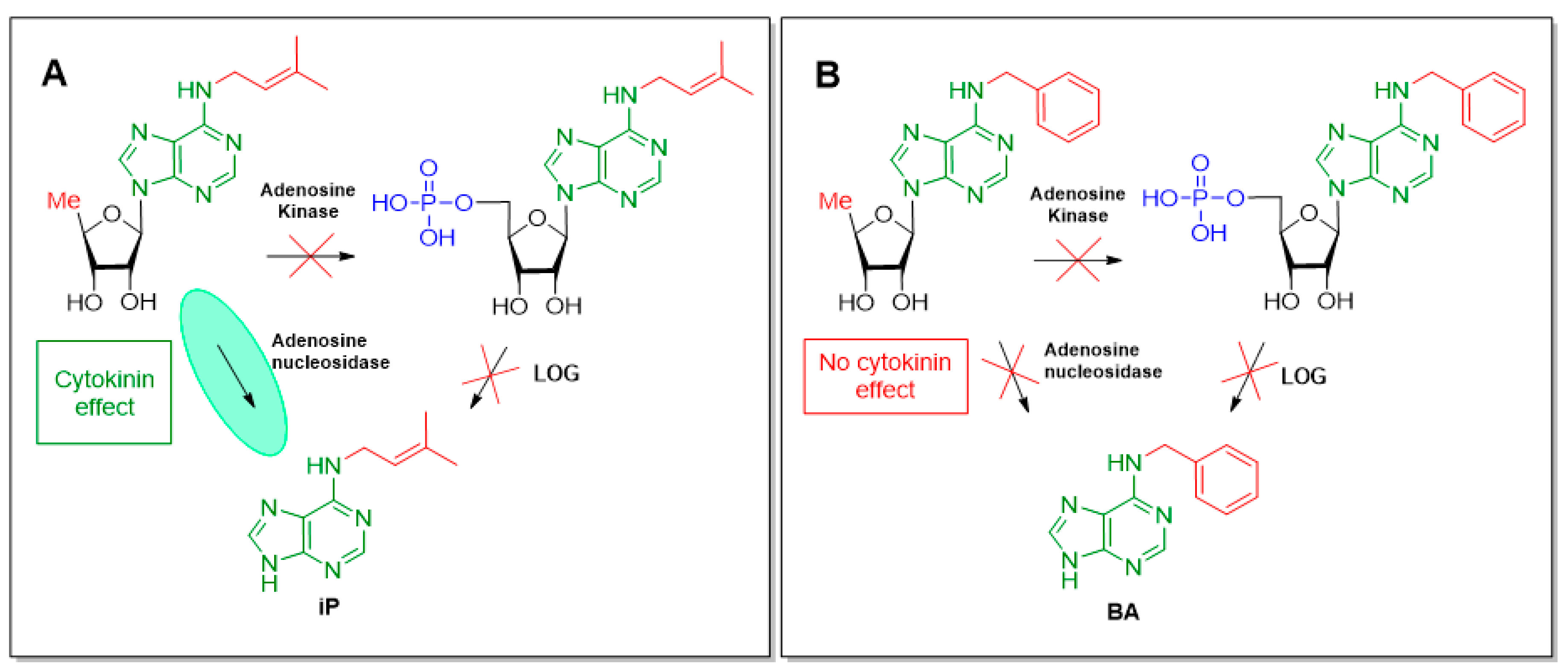 Biomolecules 10 00086 g003 Biomolecules 10 00086 g003