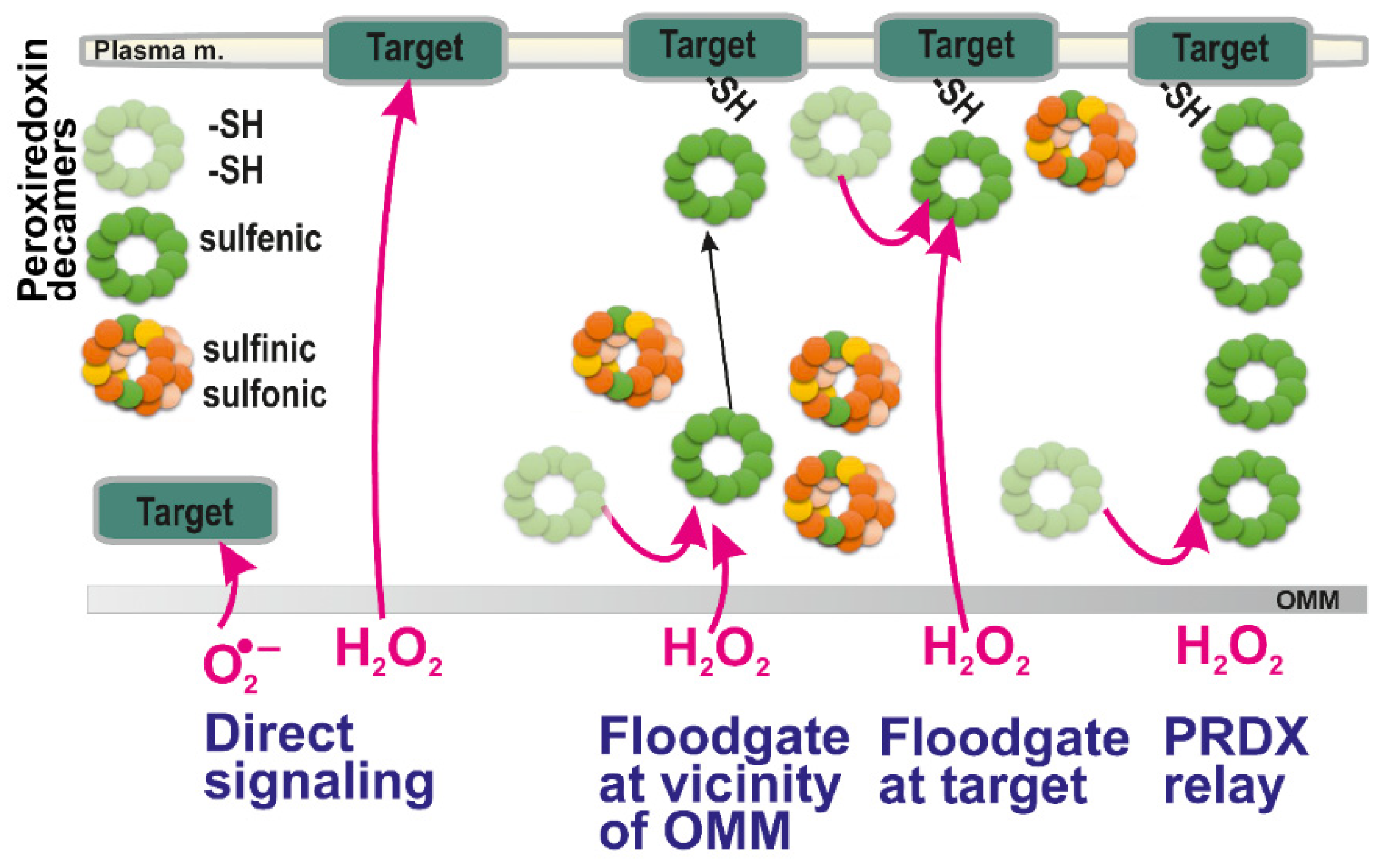 Biomolecules 10 00093 g002