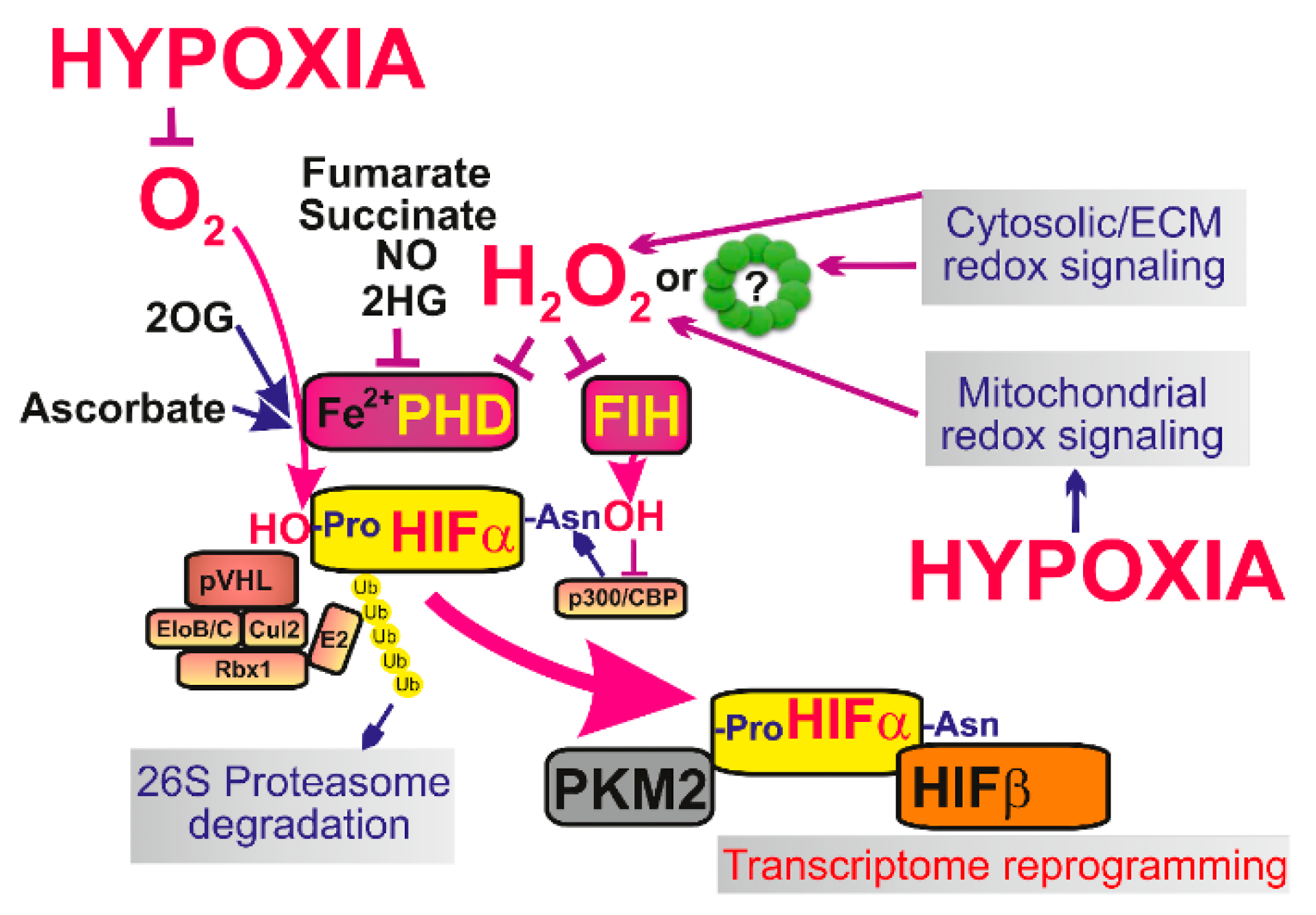 Biomolecules 10 00093 g003