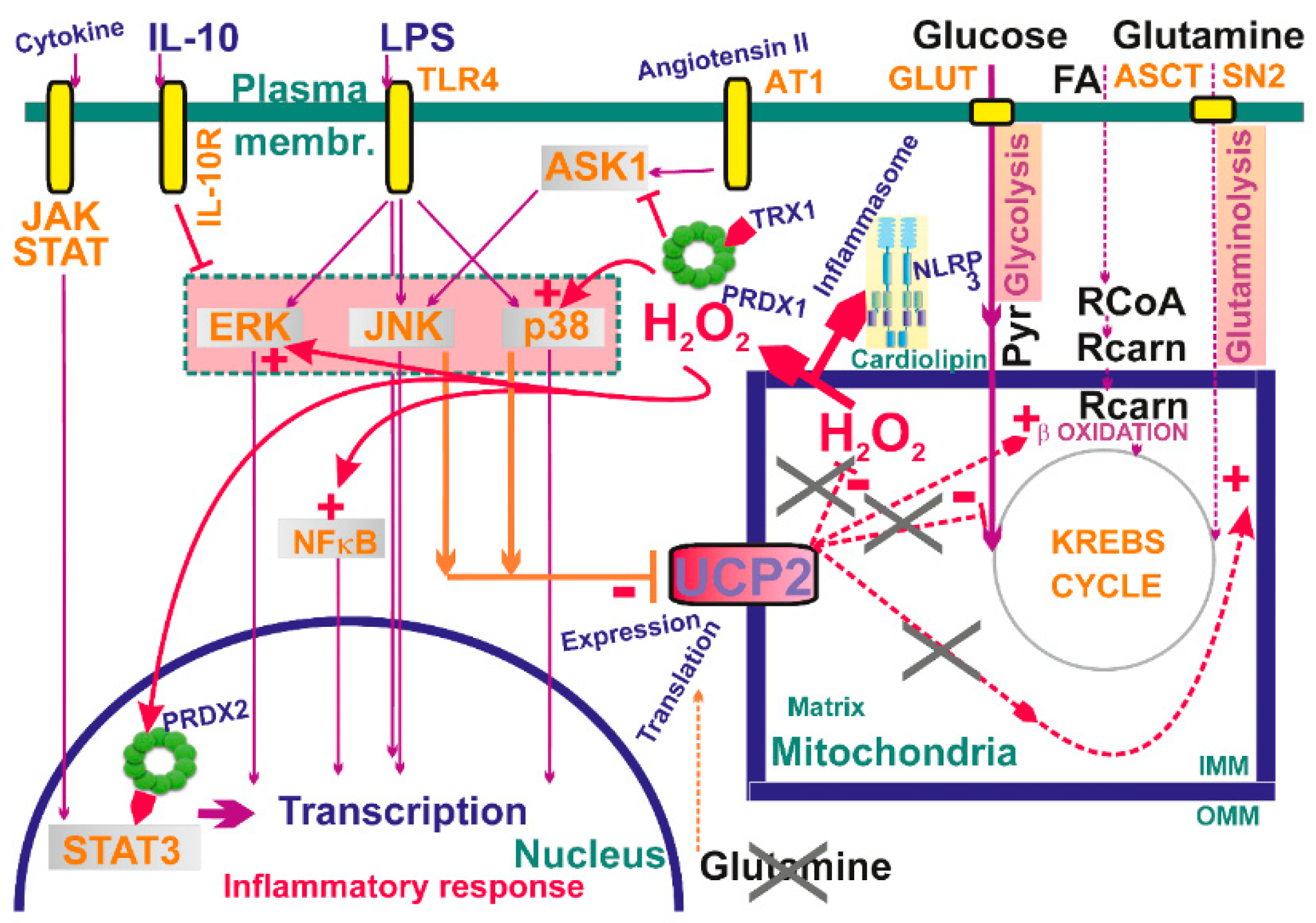 Biomolecules 10 00093 g006
