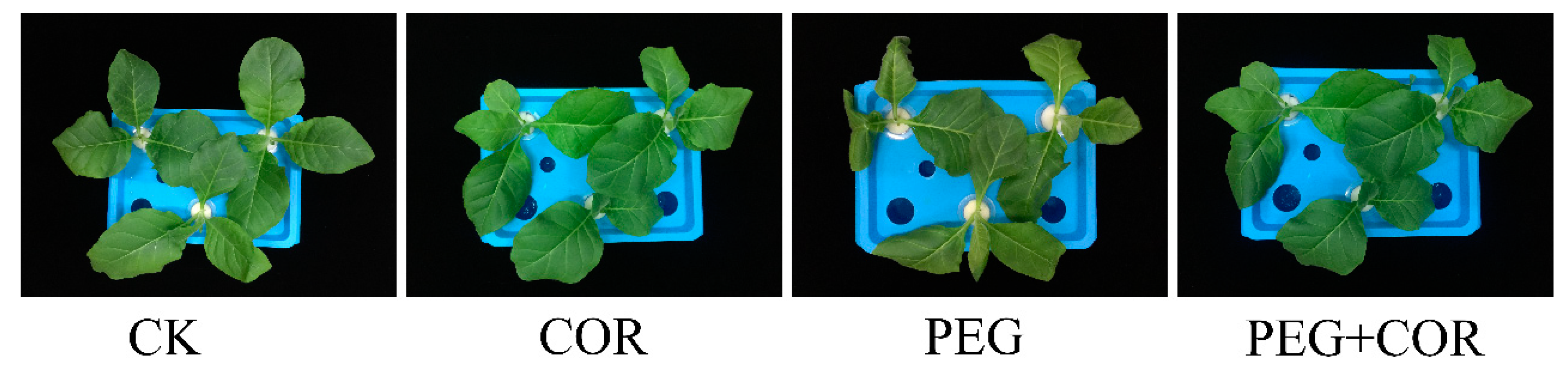 Biomolecules 10 00099 g001 Biomolecules 10 00099 g001