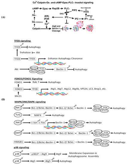 Biomolecules | Free Full-Text | Autophagy Function and Regulation 