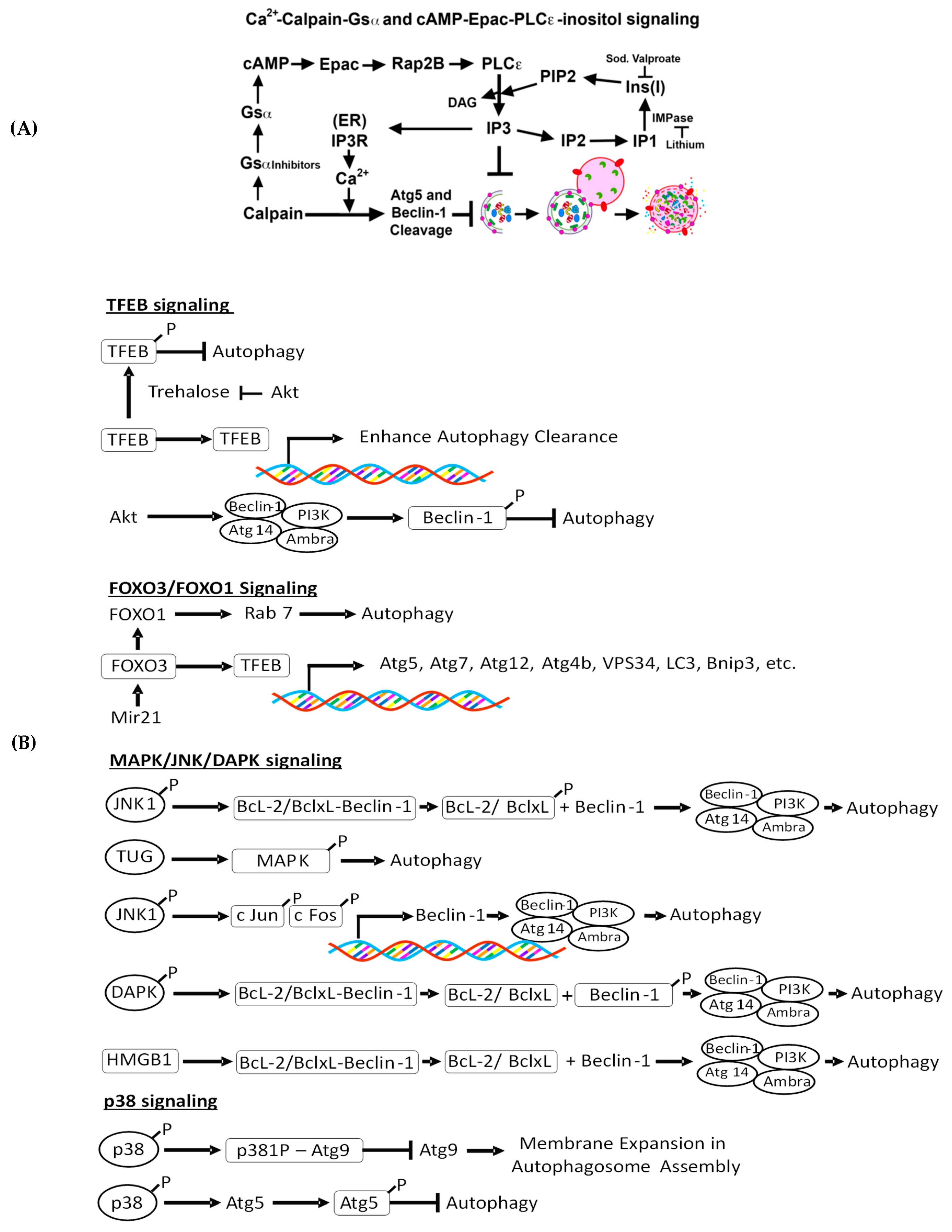 Biomolecules | Free Full-Text | Autophagy Function and Regulation 