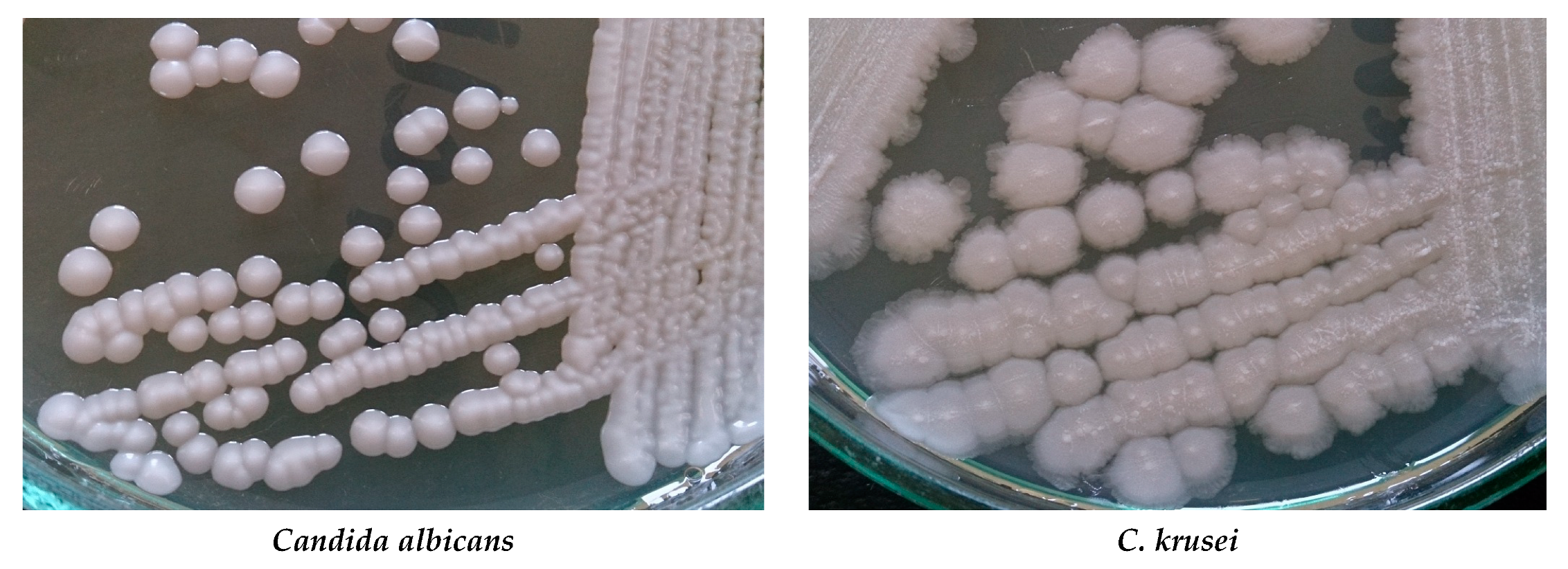 Biomolecules 10 00103 g001a