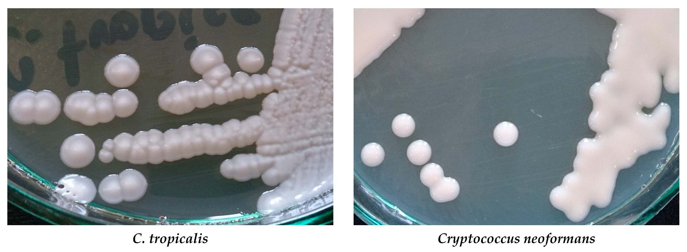 Biomolecules 10 00103 g001b
