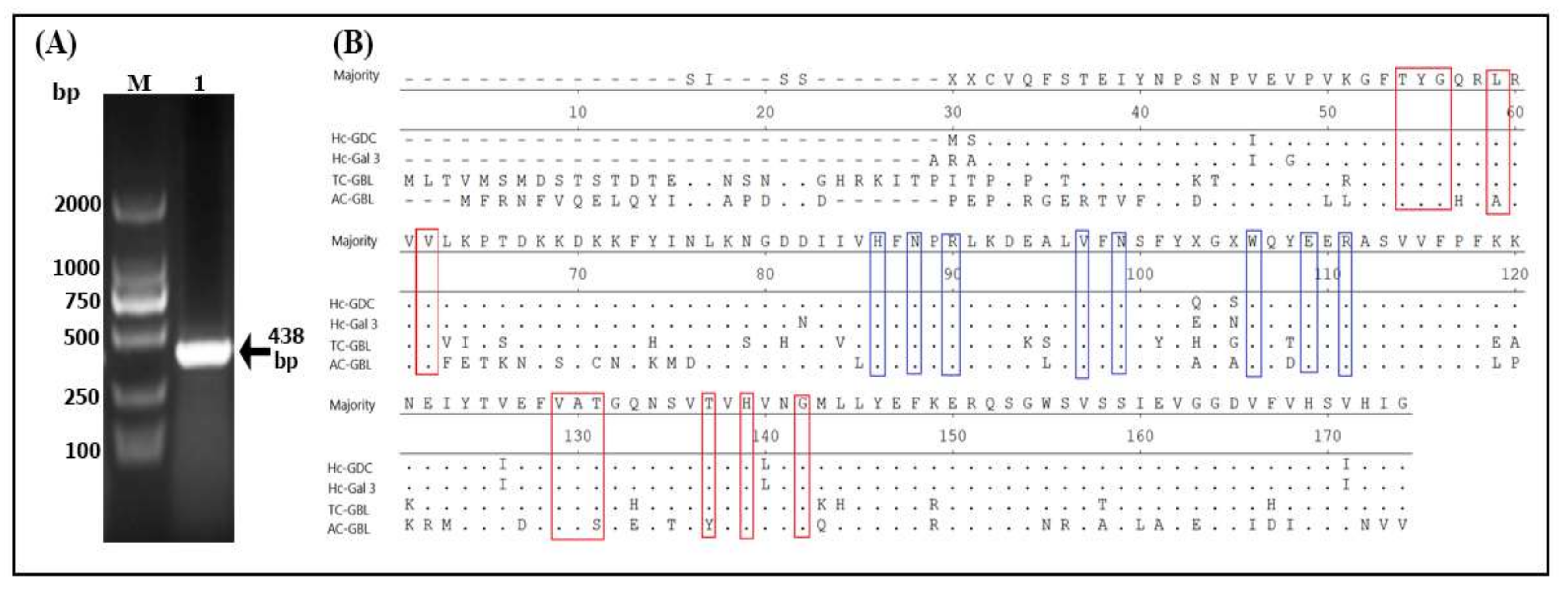 Galectin Domain Containing Protein from Haemonchus contortus