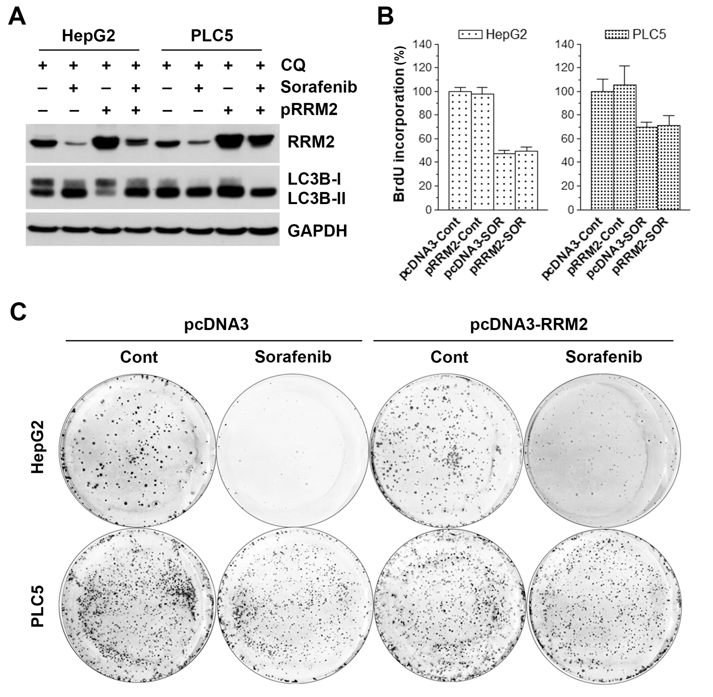 Biomolecules 10 00117 g005