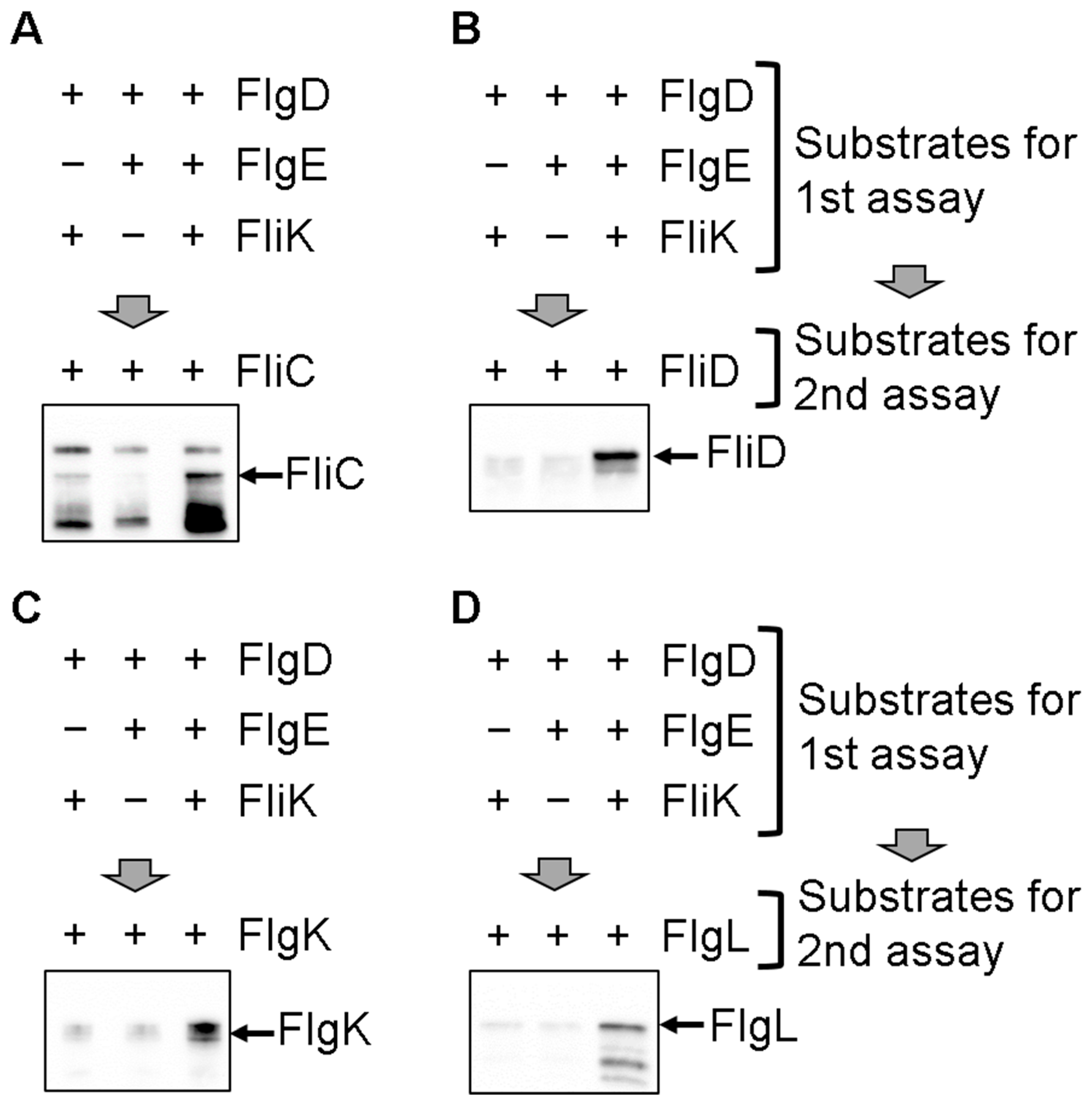 Biomolecules 10 00126 g002 Biomolecules 10 00126 g002
