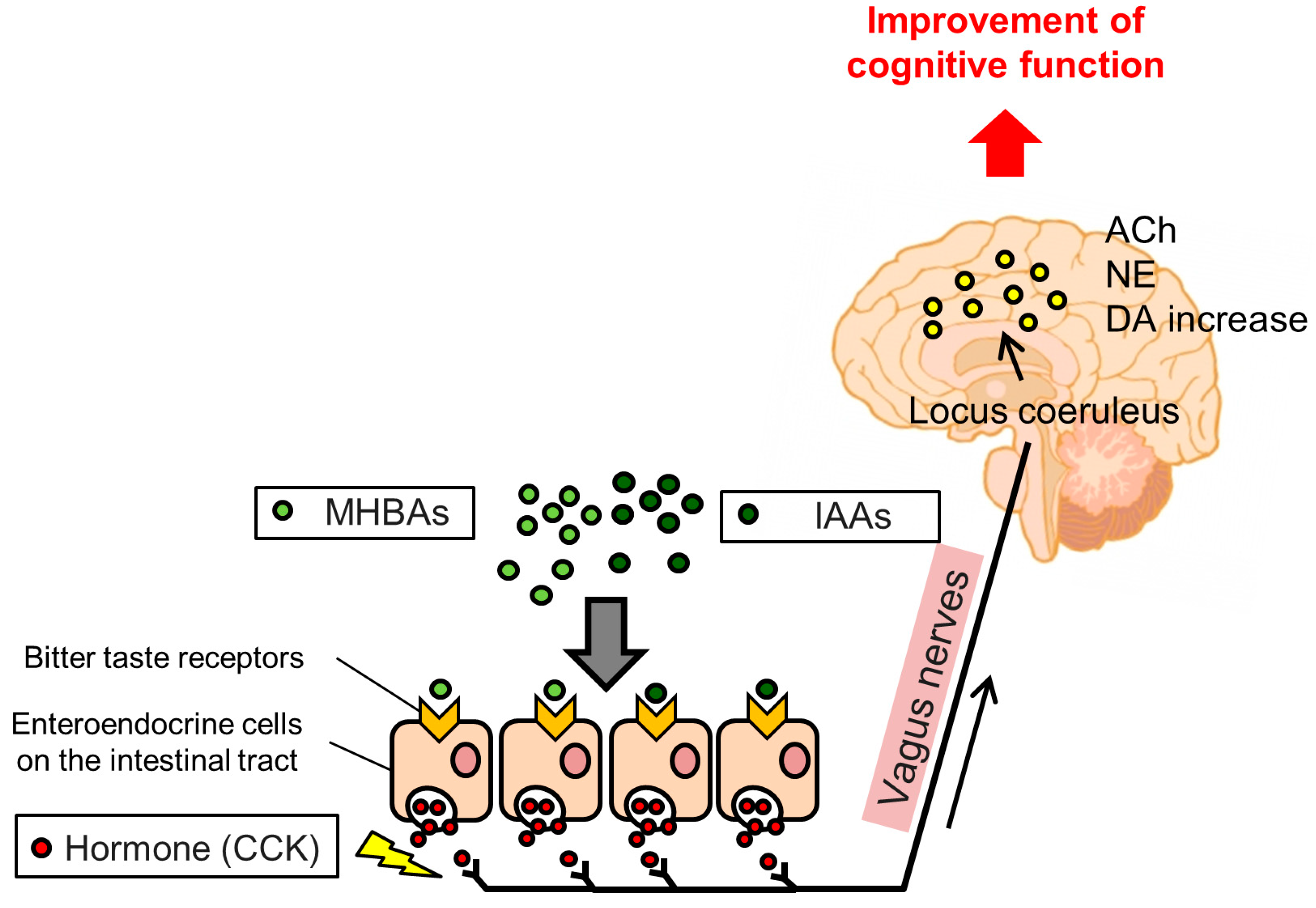 Biomolecules 10 00131 g003