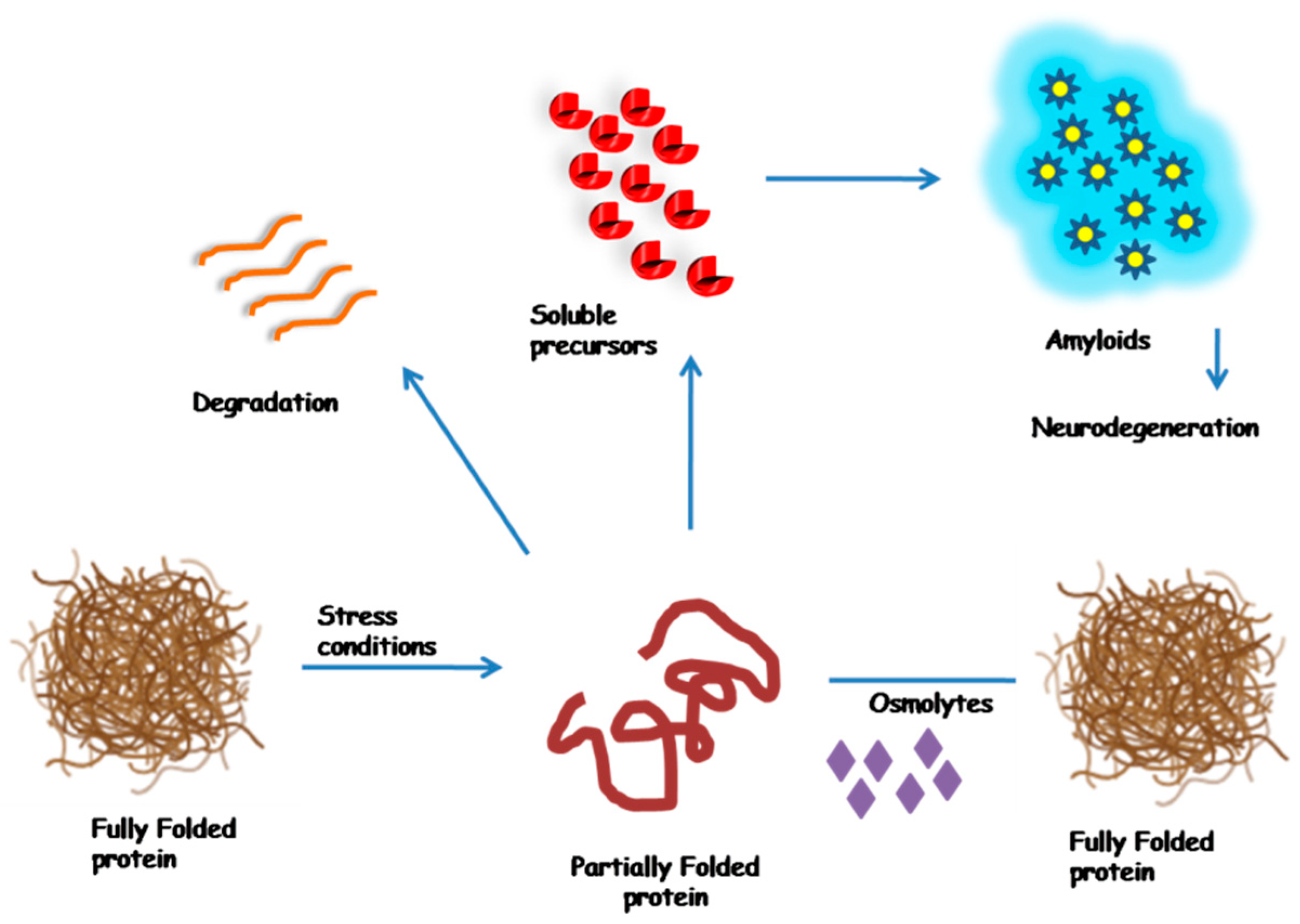 Biomolecules | Free Full-Text | Osmolytes: A Possible Therapeutic Molecule  for Ameliorating the Neurodegeneration Caused by Protein Misfolding and  Aggregation