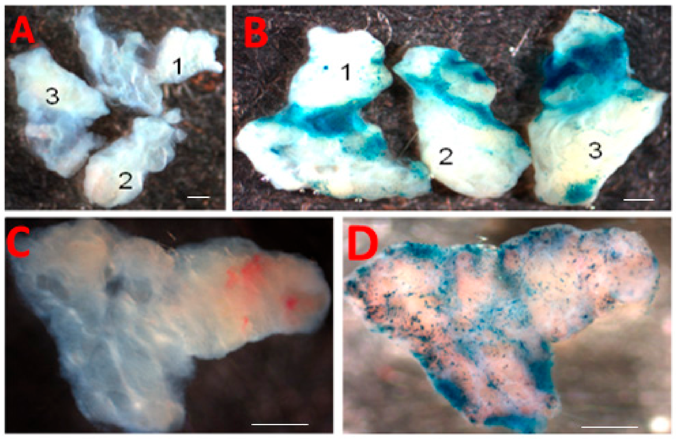 Biomolecules 10 00136 g003 Biomolecules 10 00136 g003