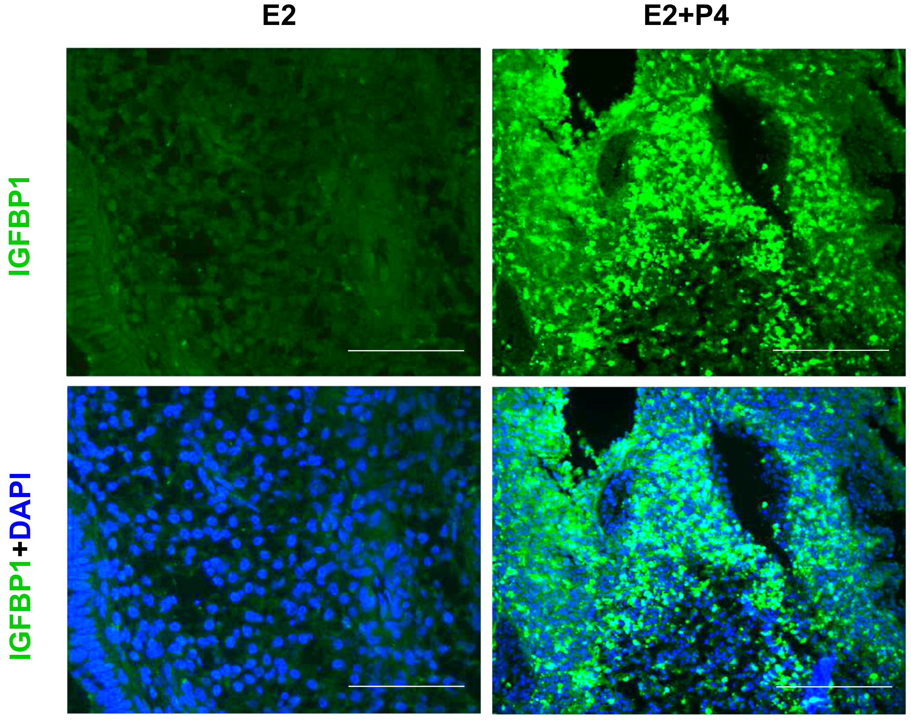Biomolecules 10 00136 g008 Biomolecules 10 00136 g008