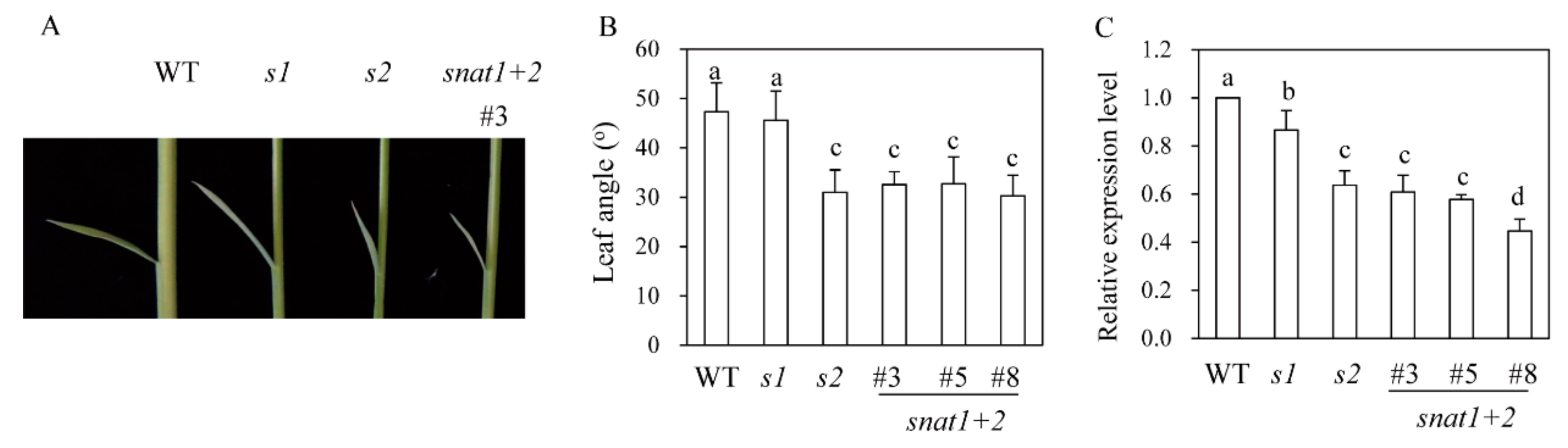 Biomolecules 10 00141 g004 Biomolecules 10 00141 g004