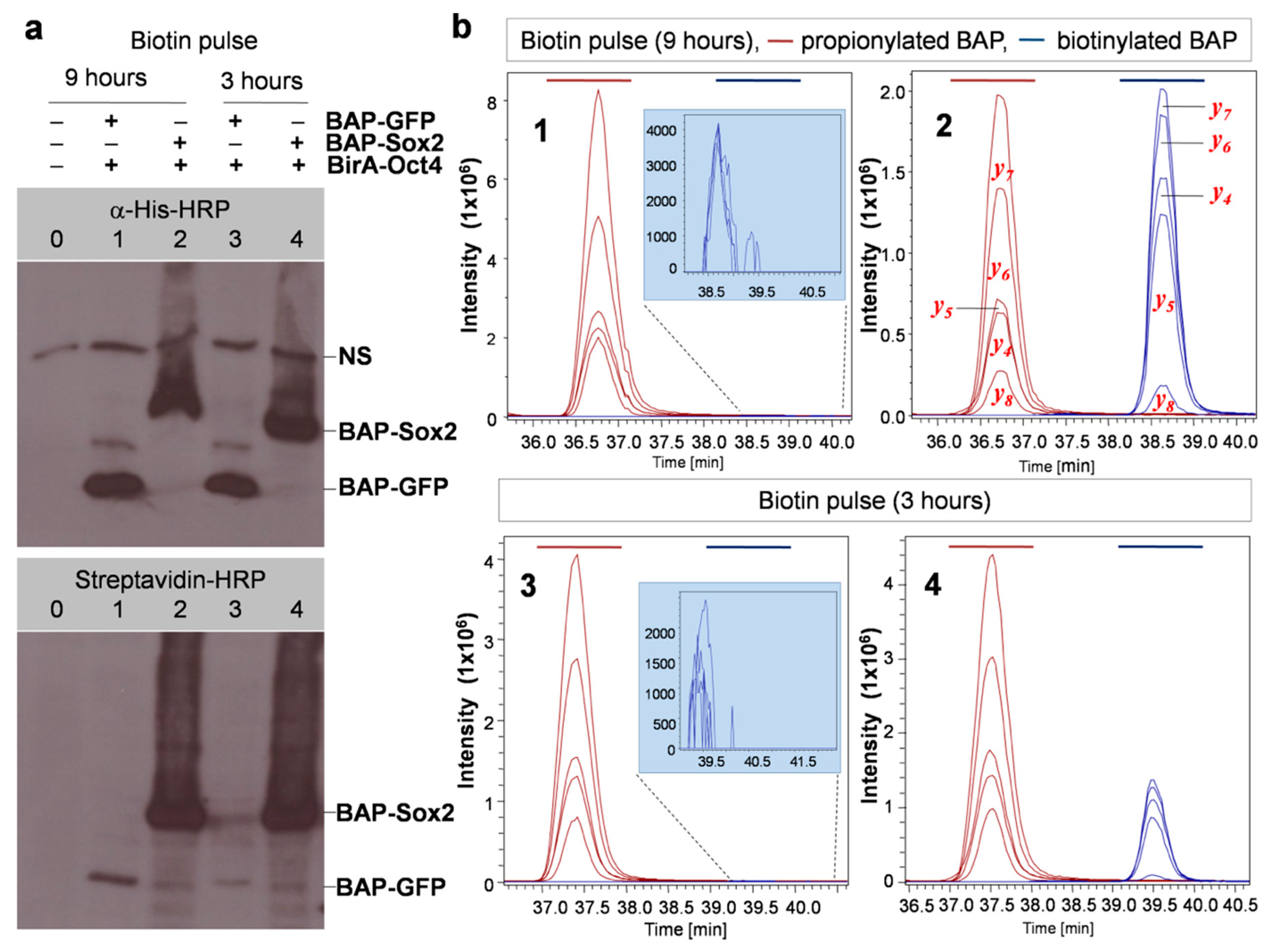 Biomolecules 10 00142 g004 Biomolecules 10 00142 g004