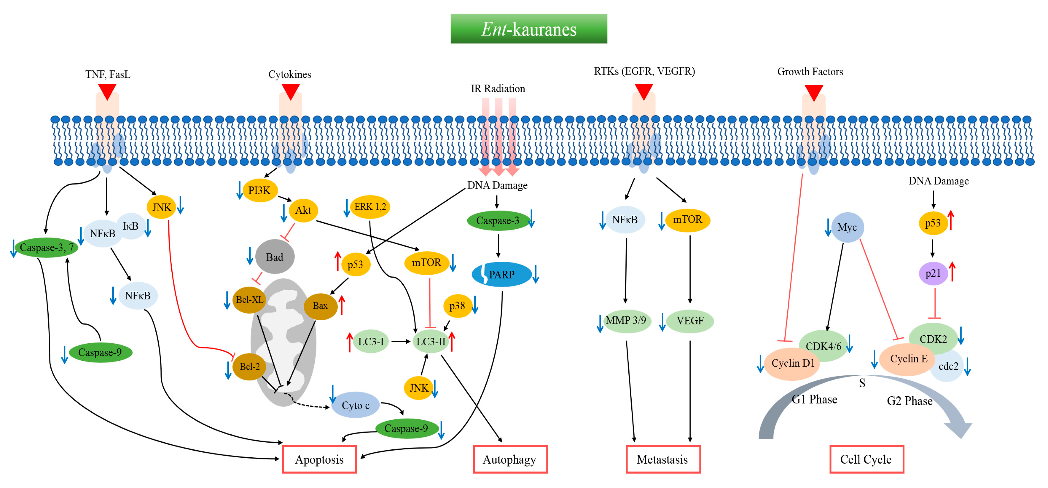 Biomolecules 10 00144 g003
