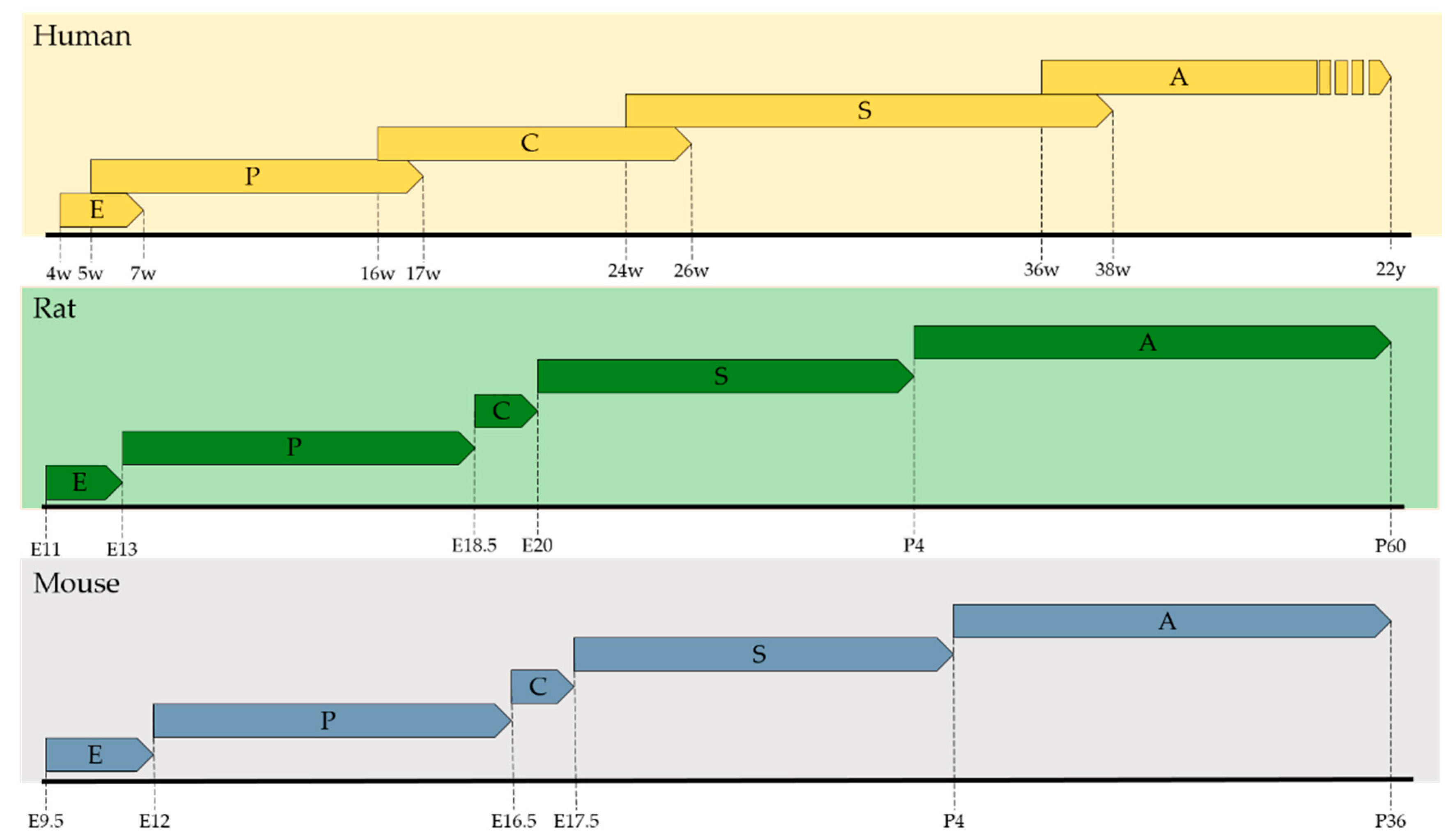Biomolecules 10 00152 g002 Biomolecules 10 00152 g002