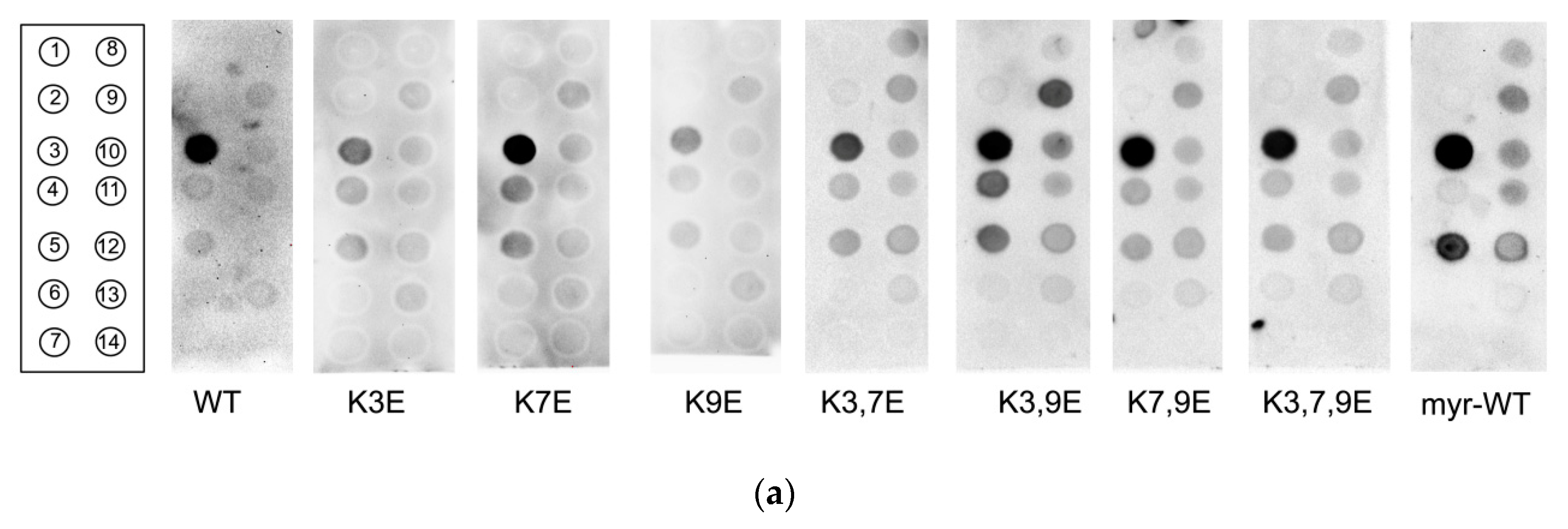 Biomolecules 10 00164 g005a