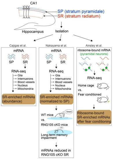 Cataloguing and Selection of mRNAs Localized to Dendrites in