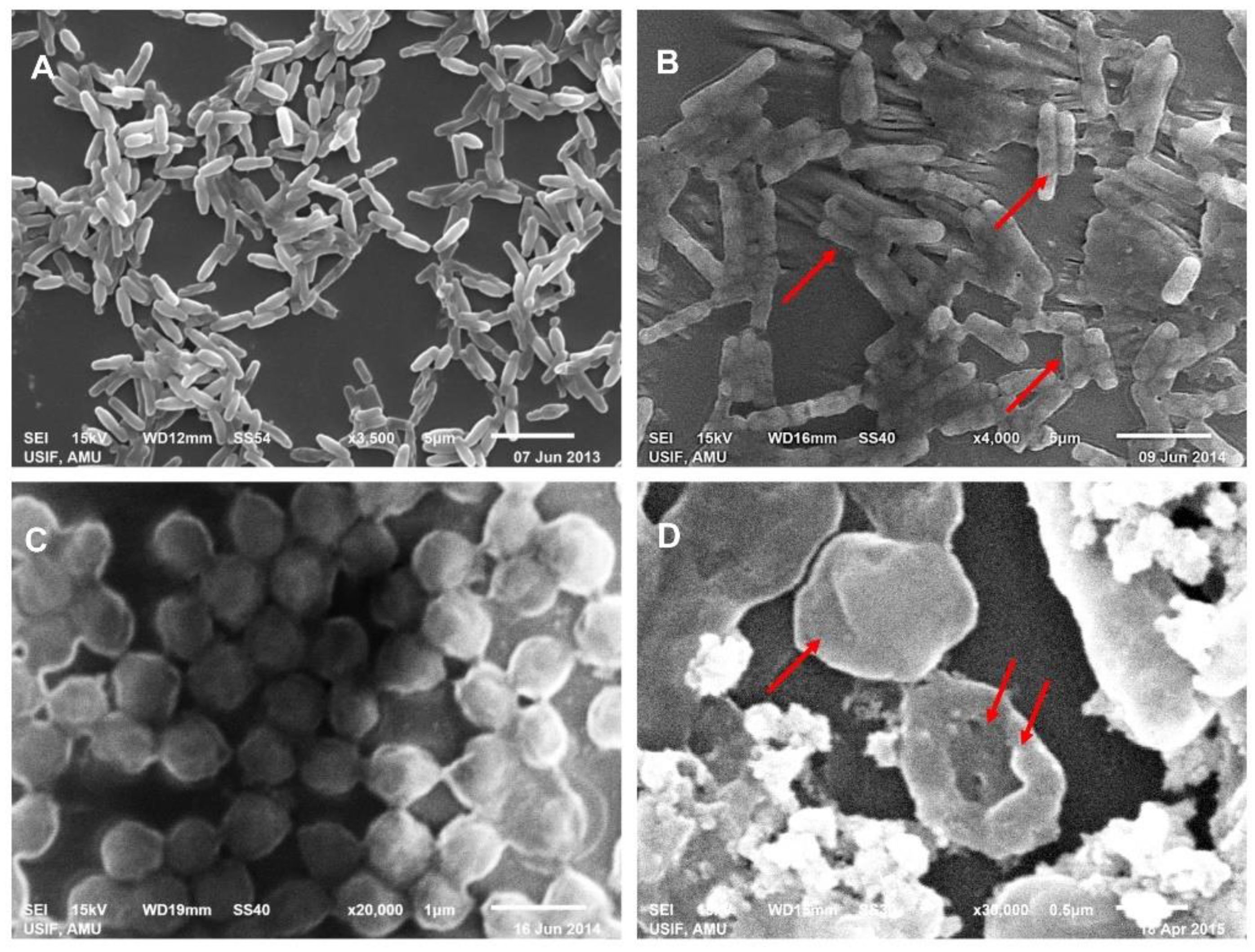 Biomolecules 10 00169 g007 Biomolecules 10 00169 g007