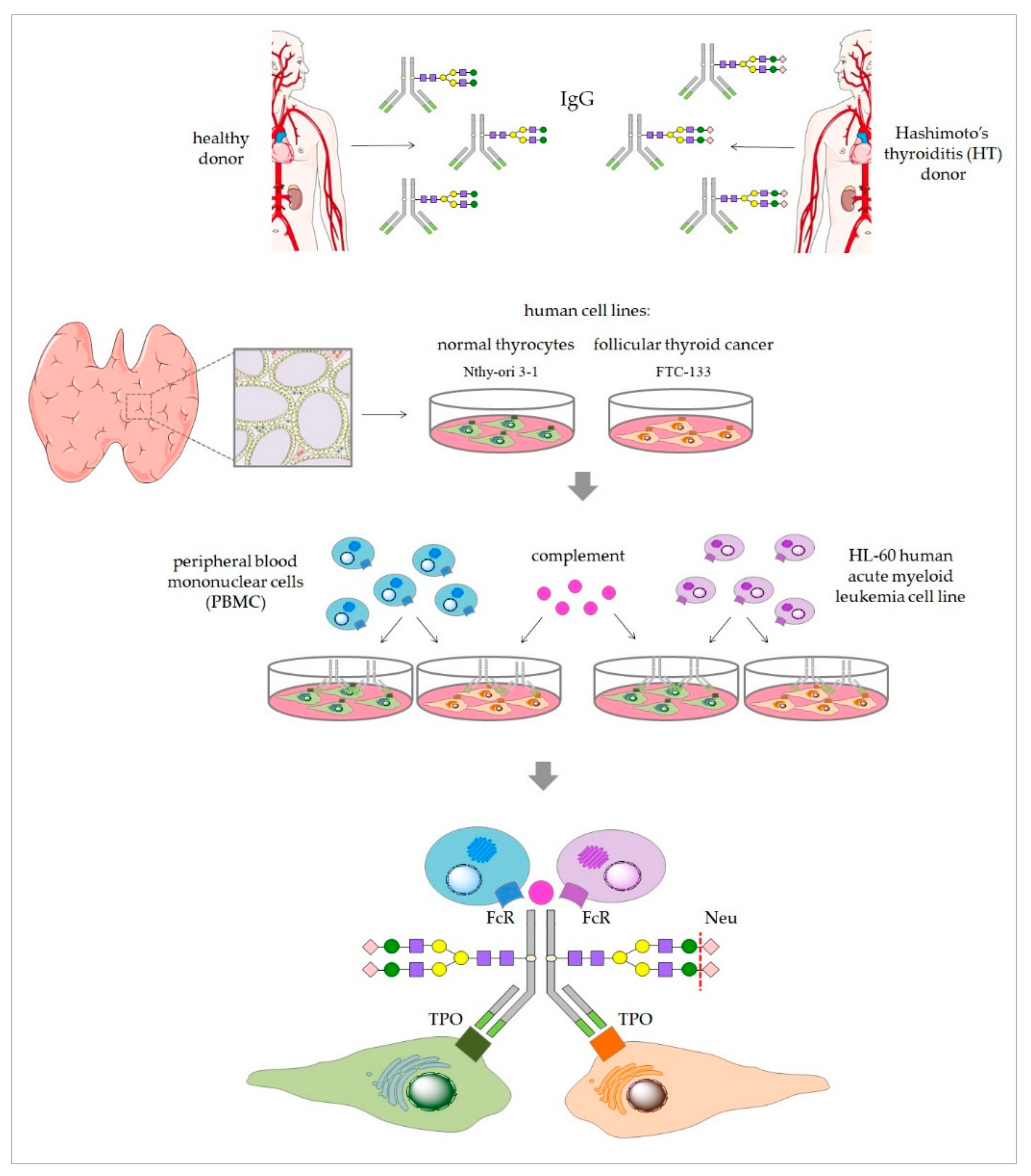 Biomolecules Free Full Text The Contribution Of Igg Images, Photos, Reviews