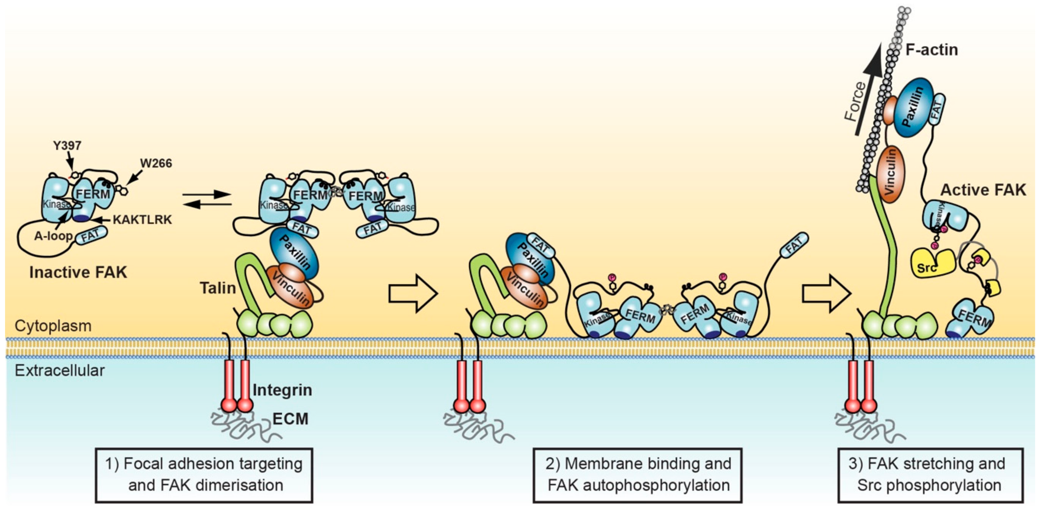 Biomolecules 10 00179 g002 Biomolecules 10 00179 g002