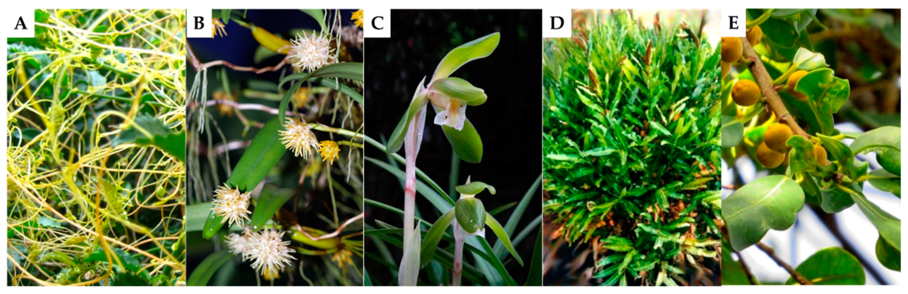 Biomolecules Free Full Text Vascular Epiphytic Medicinal Plants As Sources Of Therapeutic Agents Their Ethnopharmacological Uses Chemical Composition And Biological Activities Html