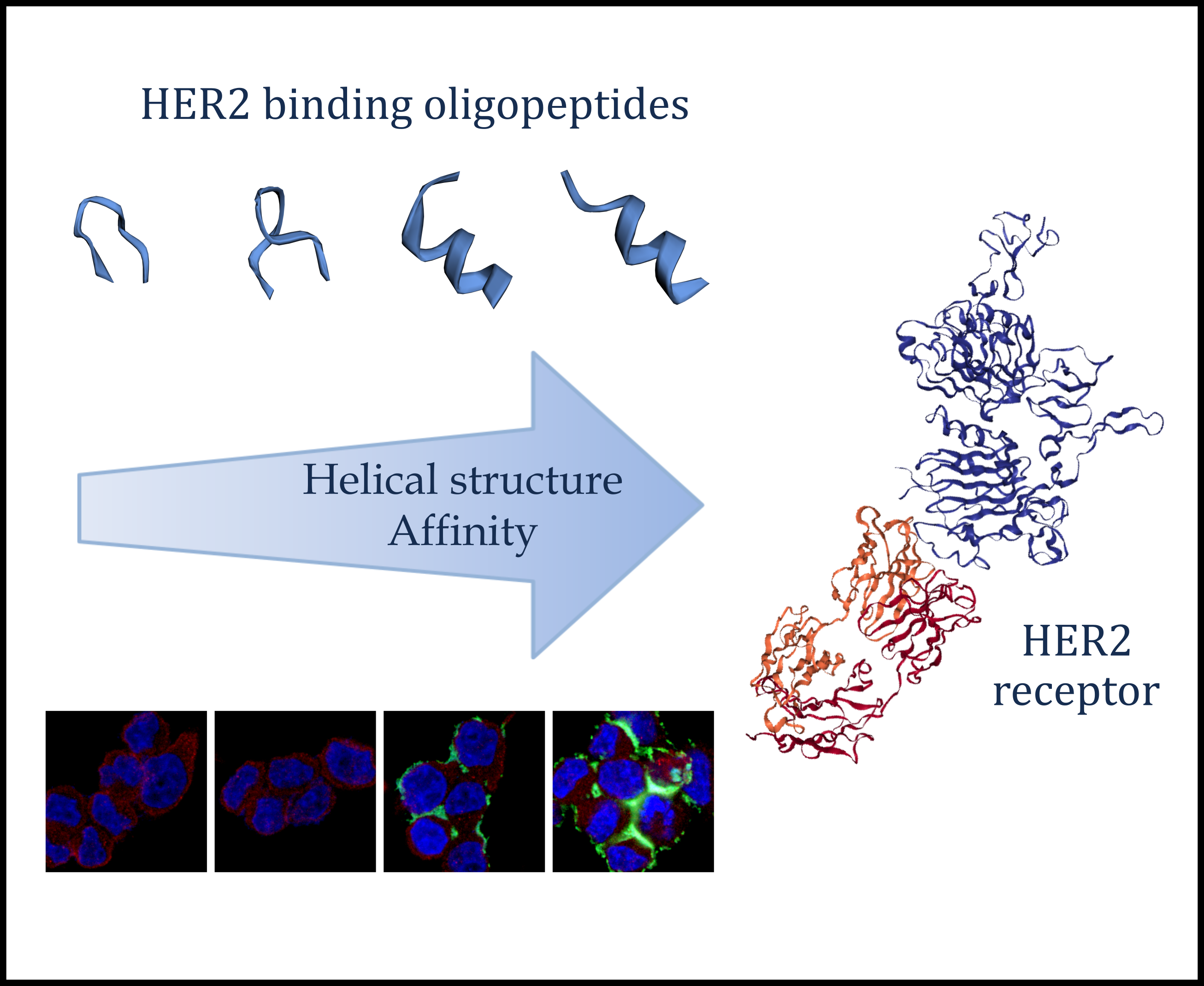 Biomolecules | Free Full-Text | Structure–Activity Relationship of HER2