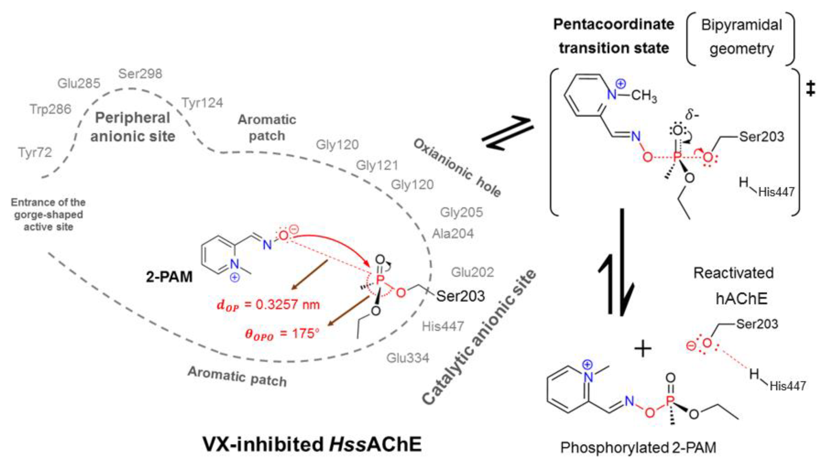 Biomolecules Free Full Text Reactivation Of Vx Inhibited Human Acetylcholinesterase By Deprotonated Pralidoxime A Complementary Quantum Mechanical Study Html
