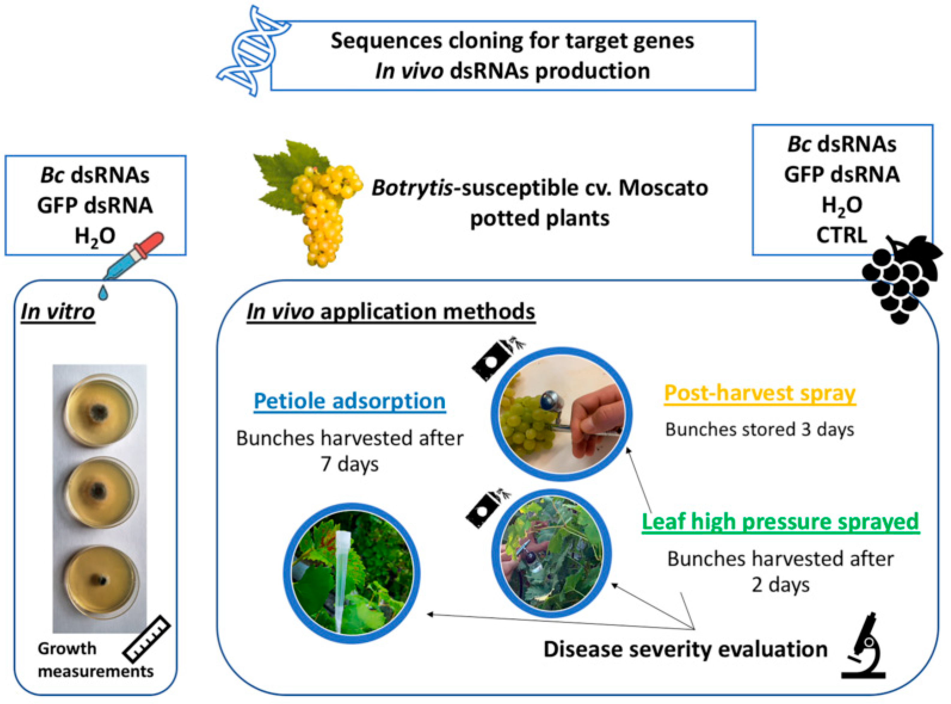 Biomolecules Free Full Text Double Stranded Rnas Dsrnas As A Sustainable Tool Against Gray Mold Botrytis Cinerea In Grapevine Effectiveness Of Different Application Methods In An Open Air Environment Html