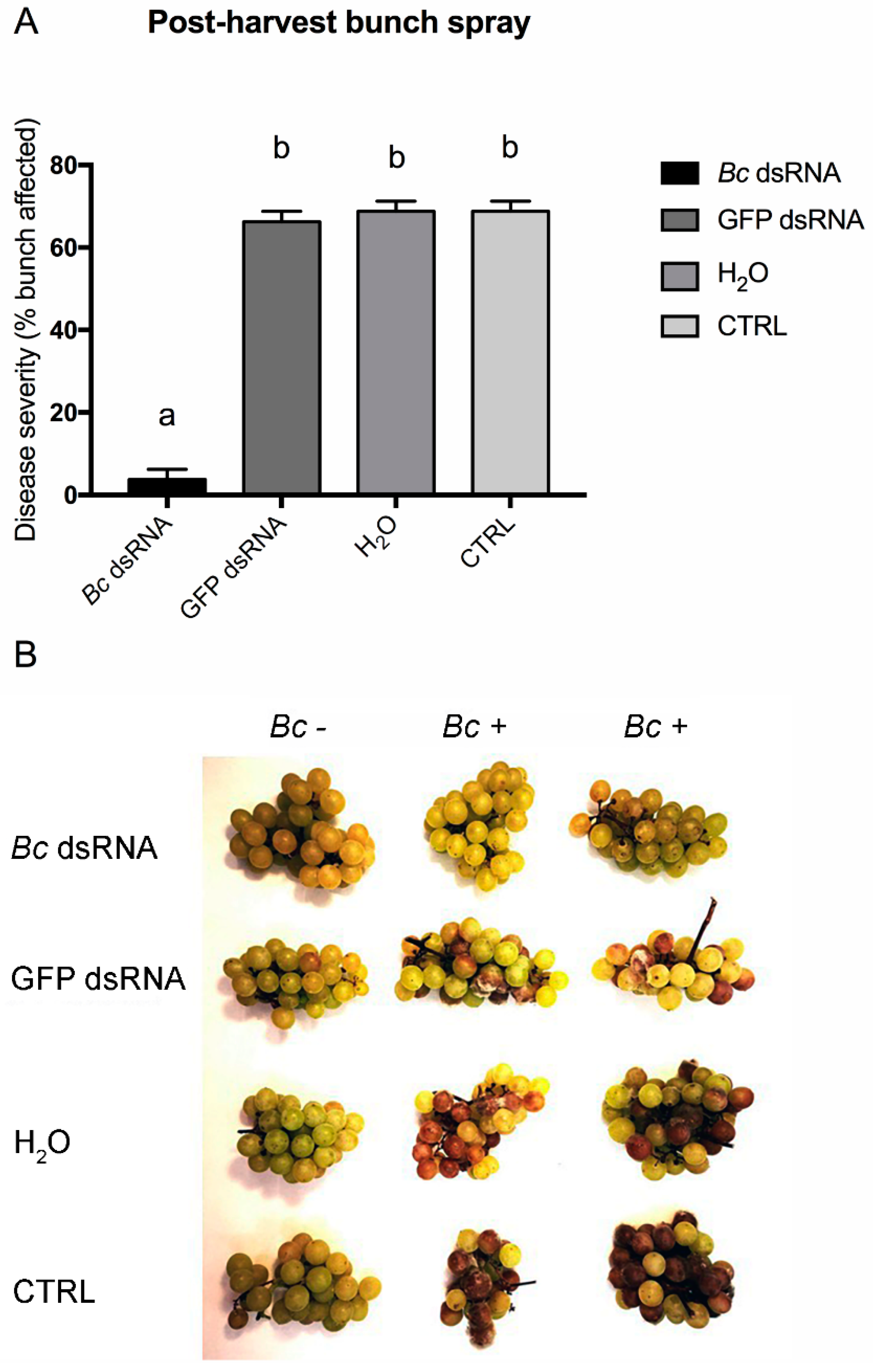 Biomolecules 10 00200 g005