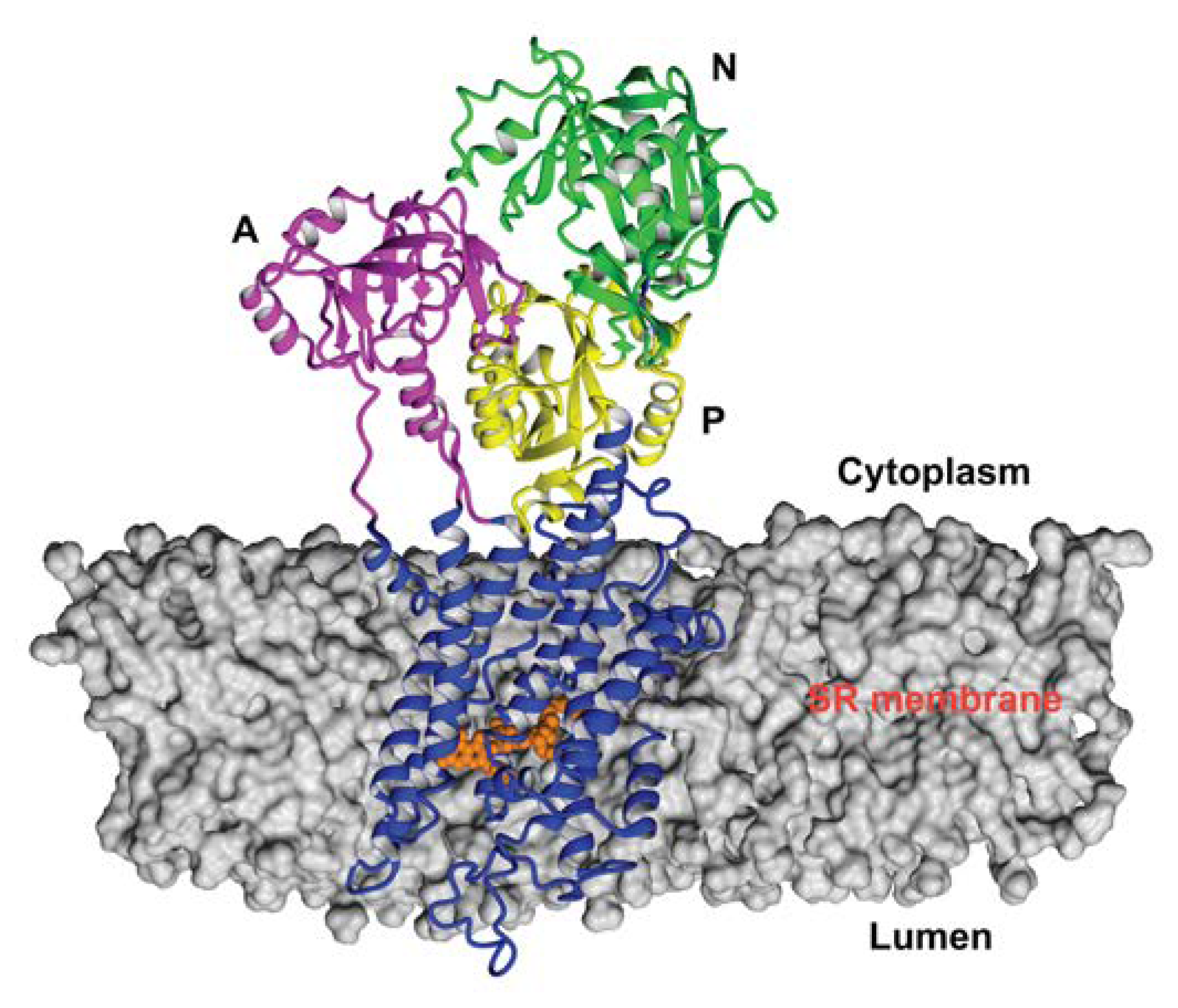 Biomolecules 10 00214 g002 Biomolecules 10 00214 g002