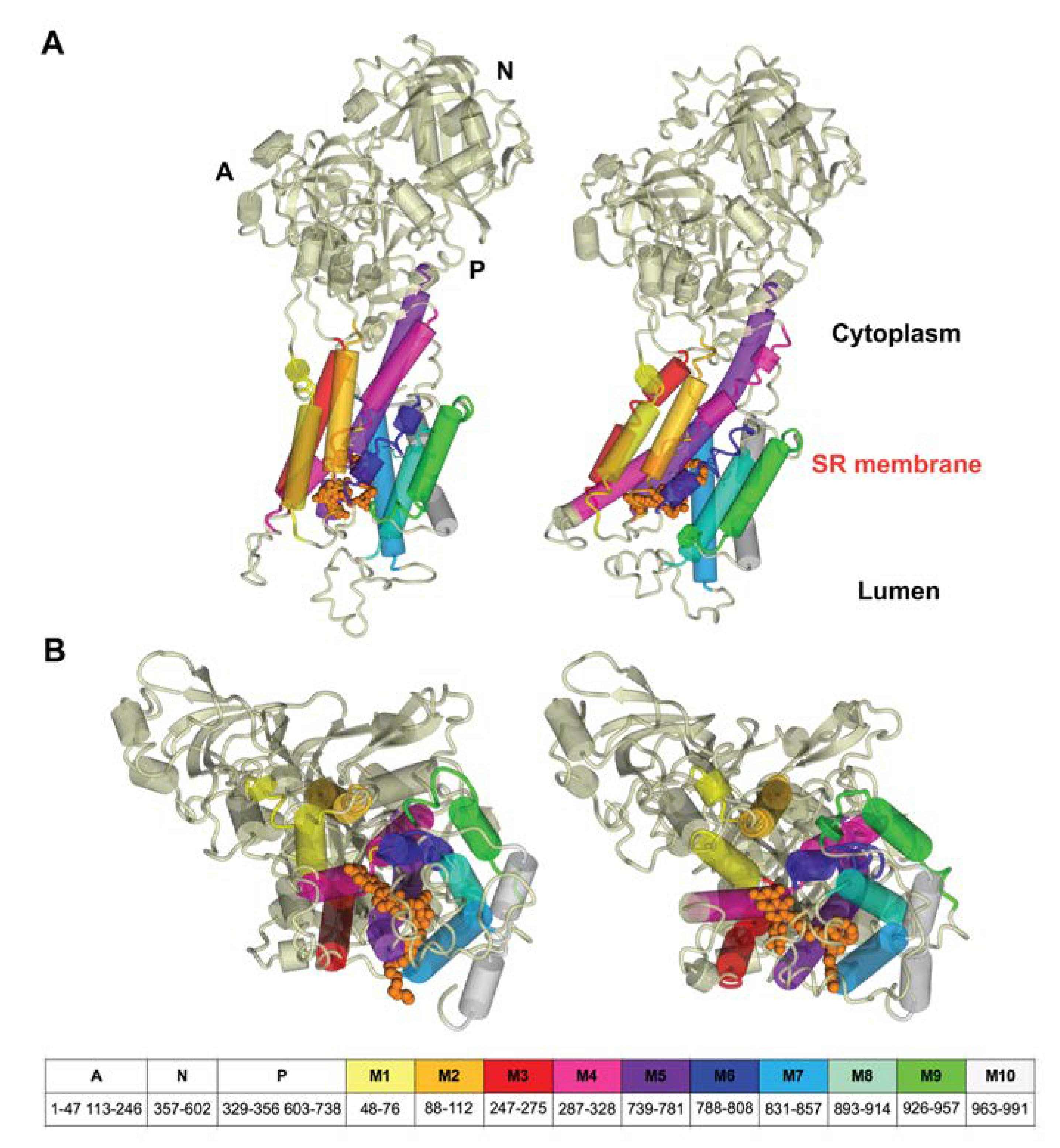 Biomolecules 10 00214 g007 Biomolecules 10 00214 g007