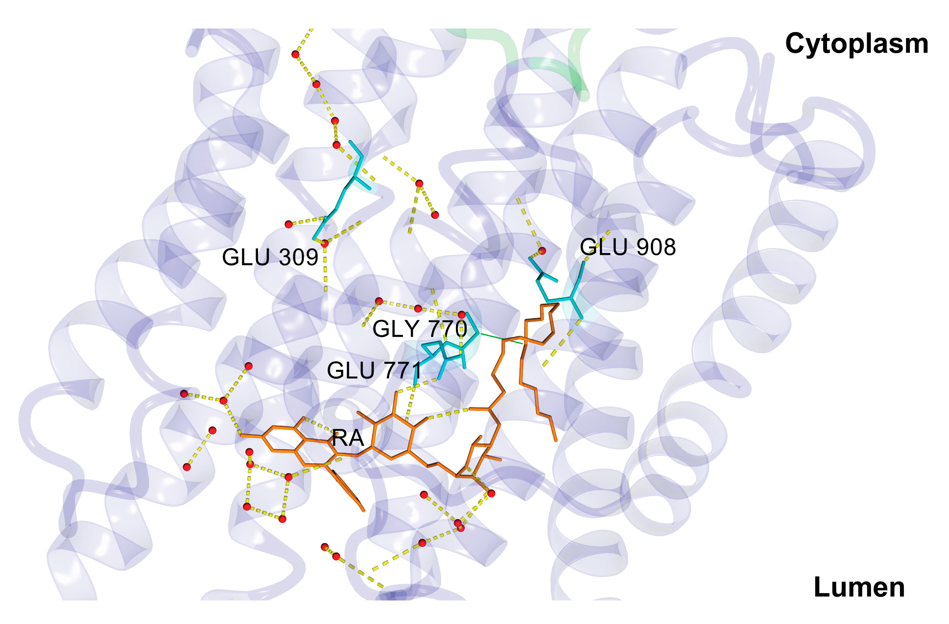 Biomolecules 10 00214 g010 Biomolecules 10 00214 g010