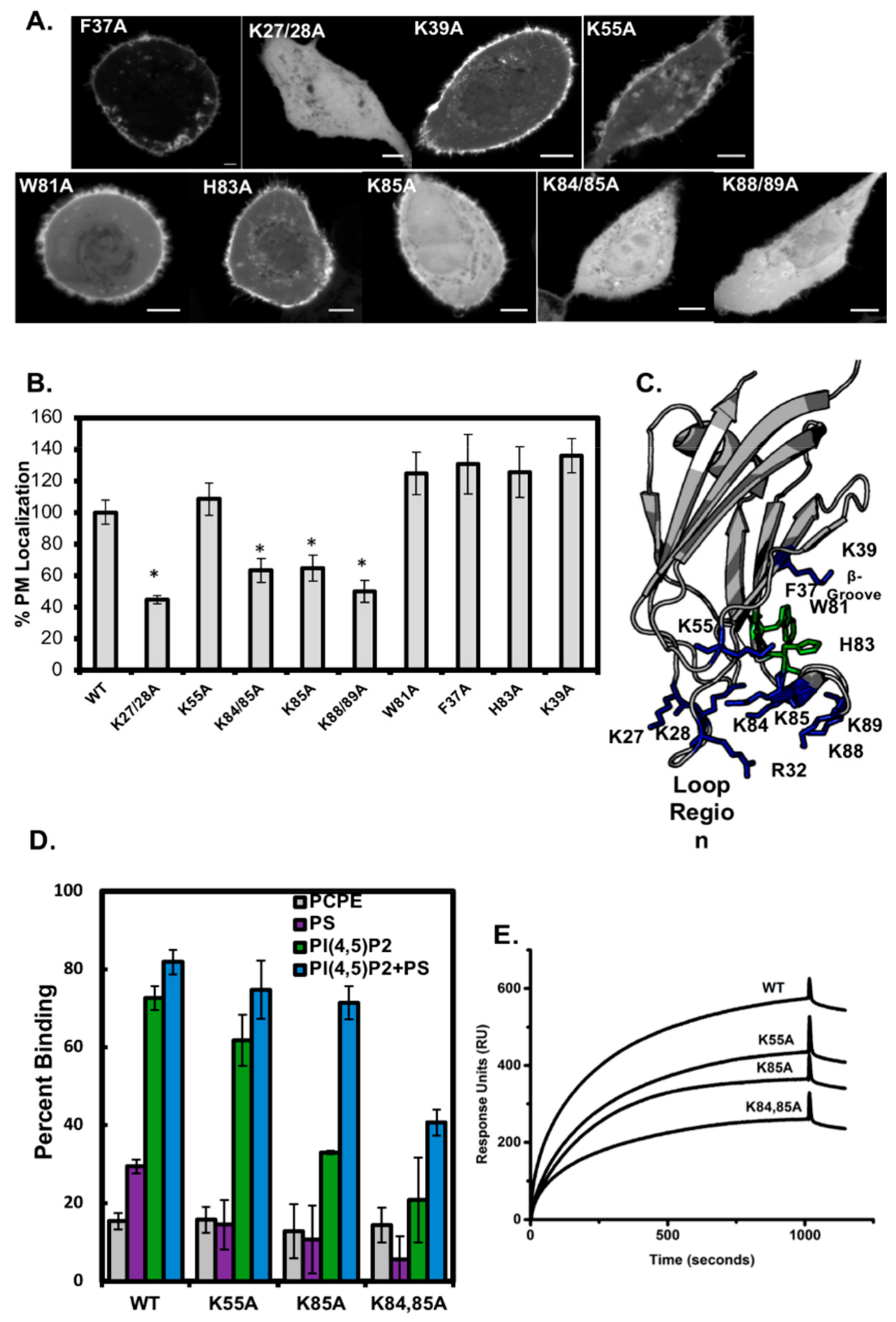 Biomolecules 10 00229 g004 Biomolecules 10 00229 g004