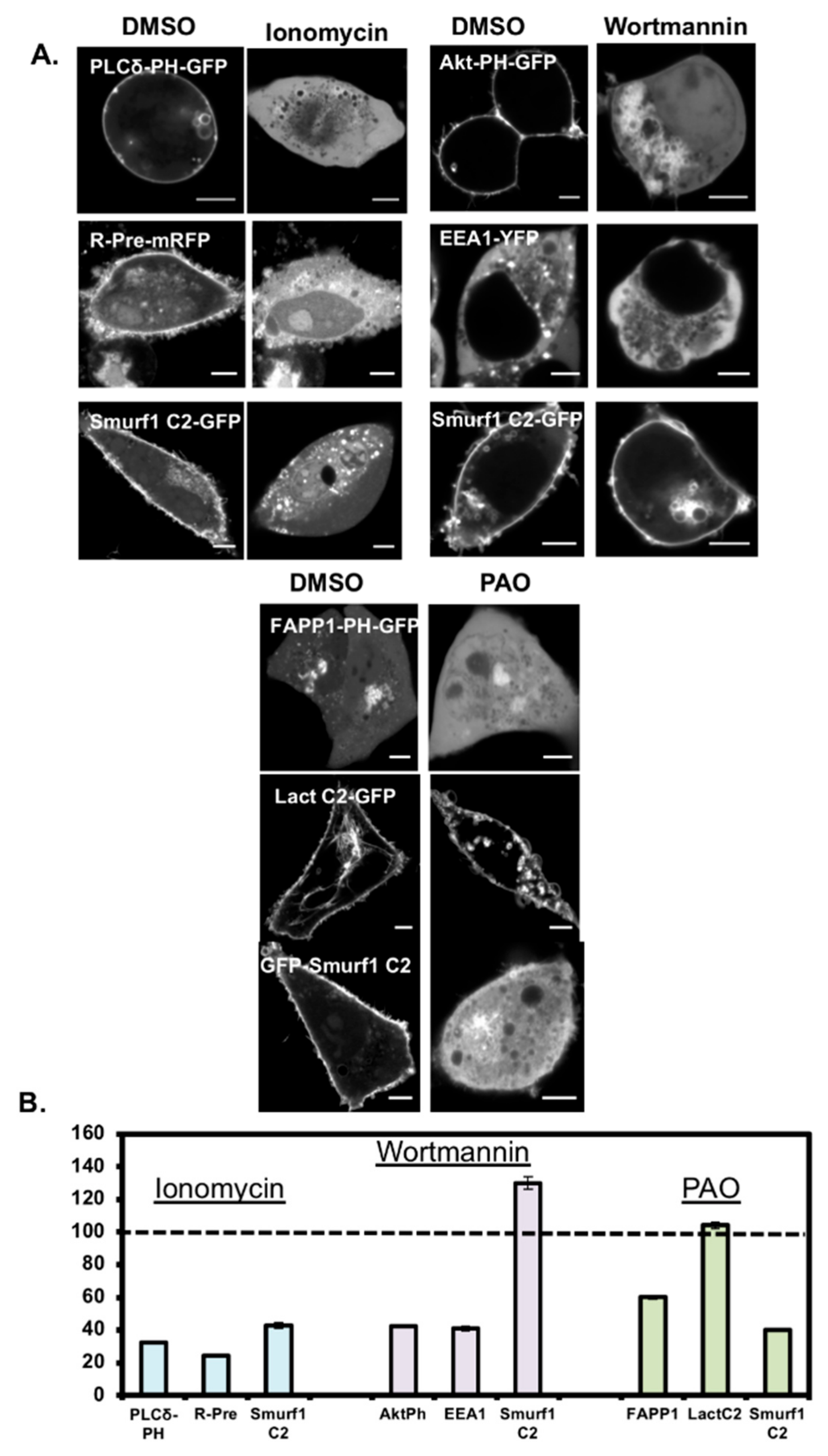 Biomolecules 10 00229 g005 Biomolecules 10 00229 g005