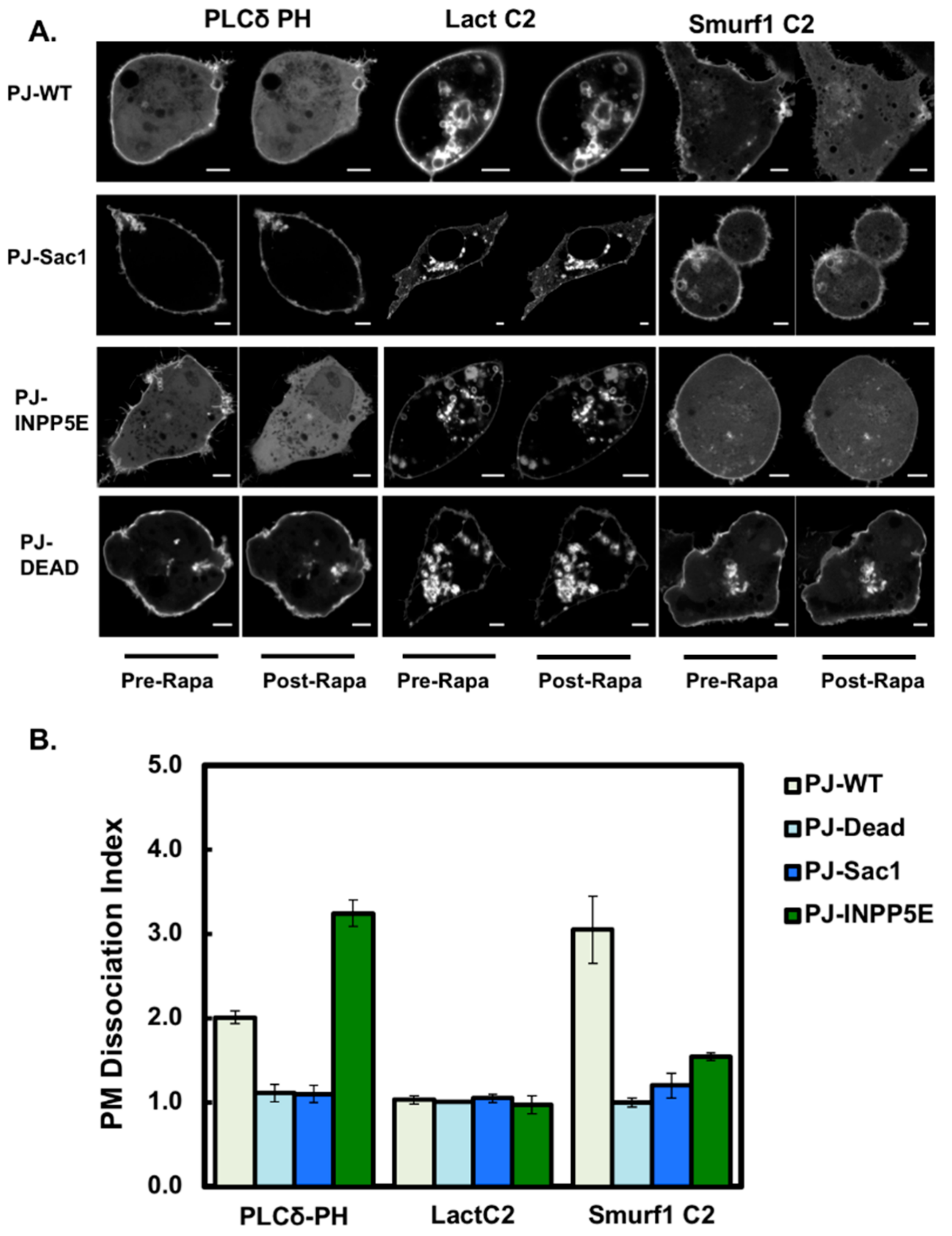 Biomolecules 10 00229 g006 Biomolecules 10 00229 g006
