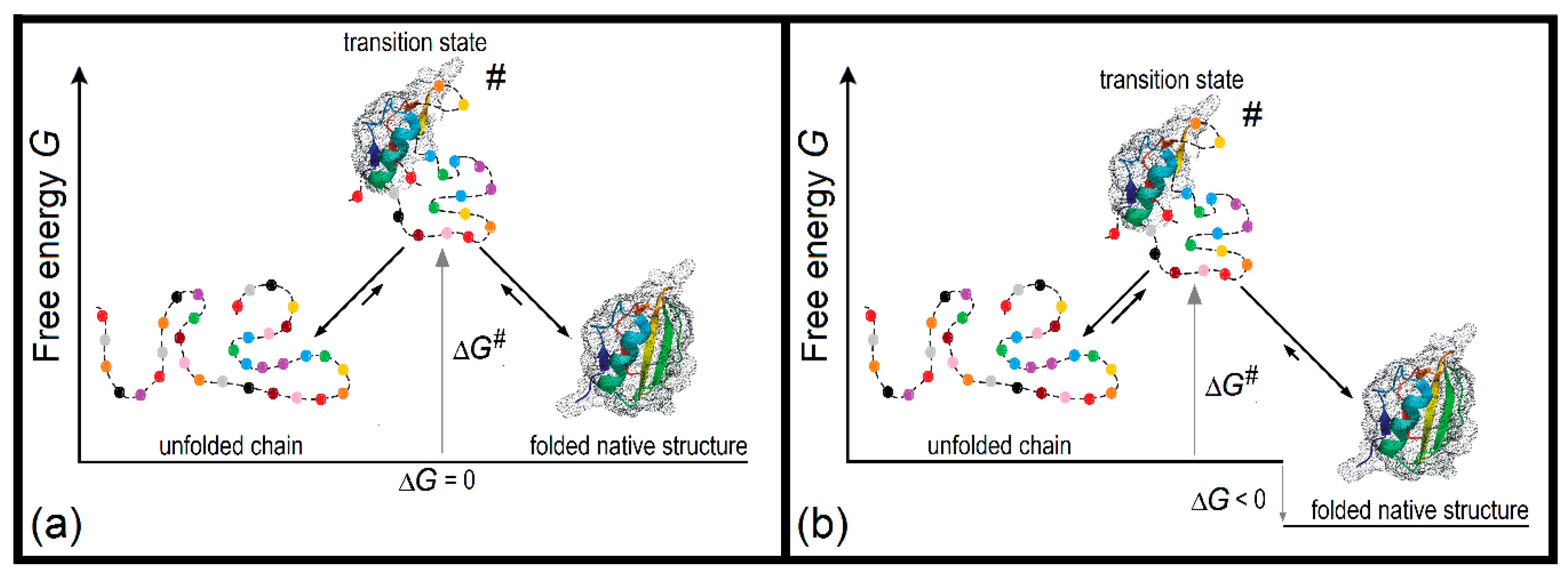 Biomolecules Free FullText Solution of Levinthal’s Paradox and a